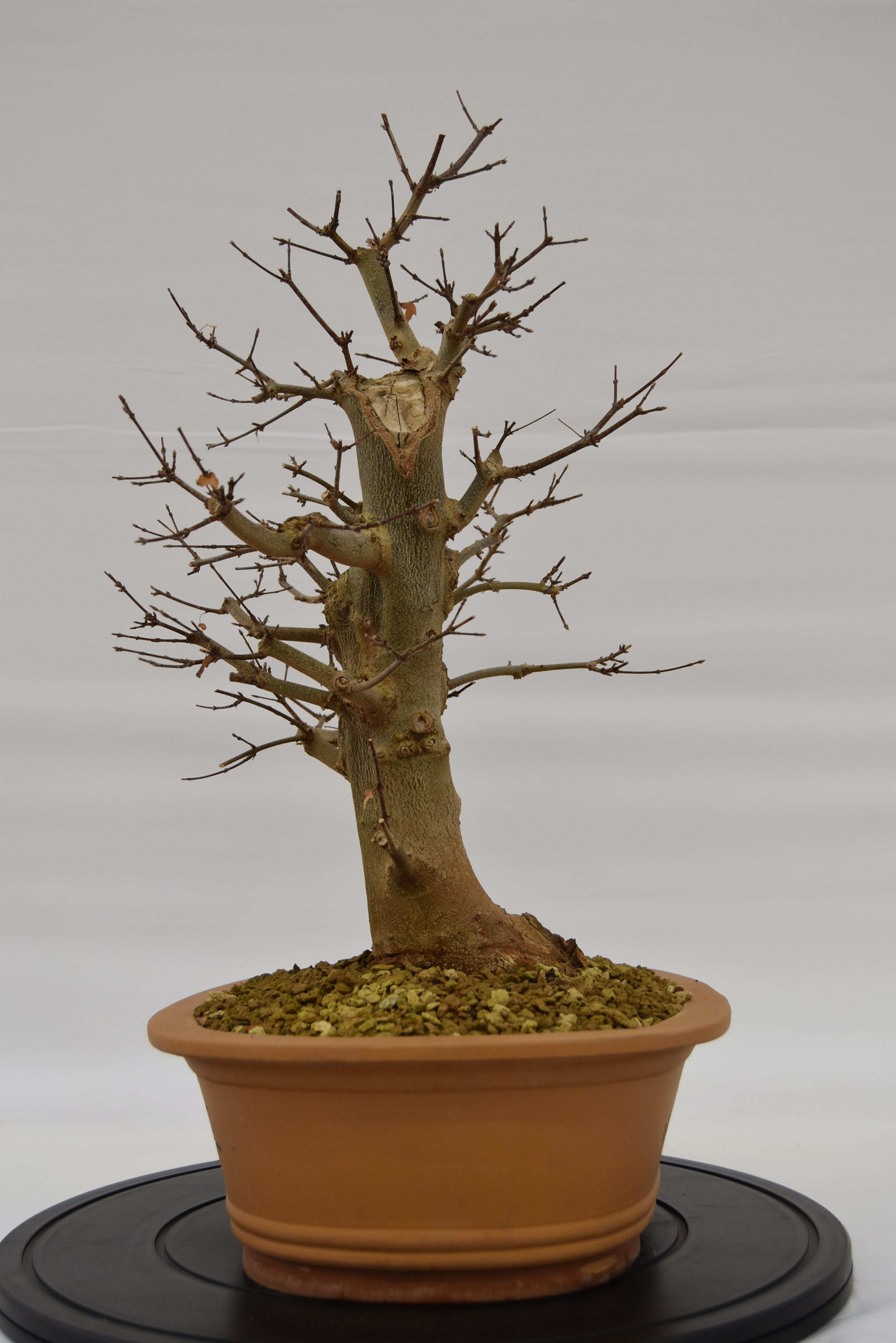 Acero Tridente € 780 | La Gemma del bonsai