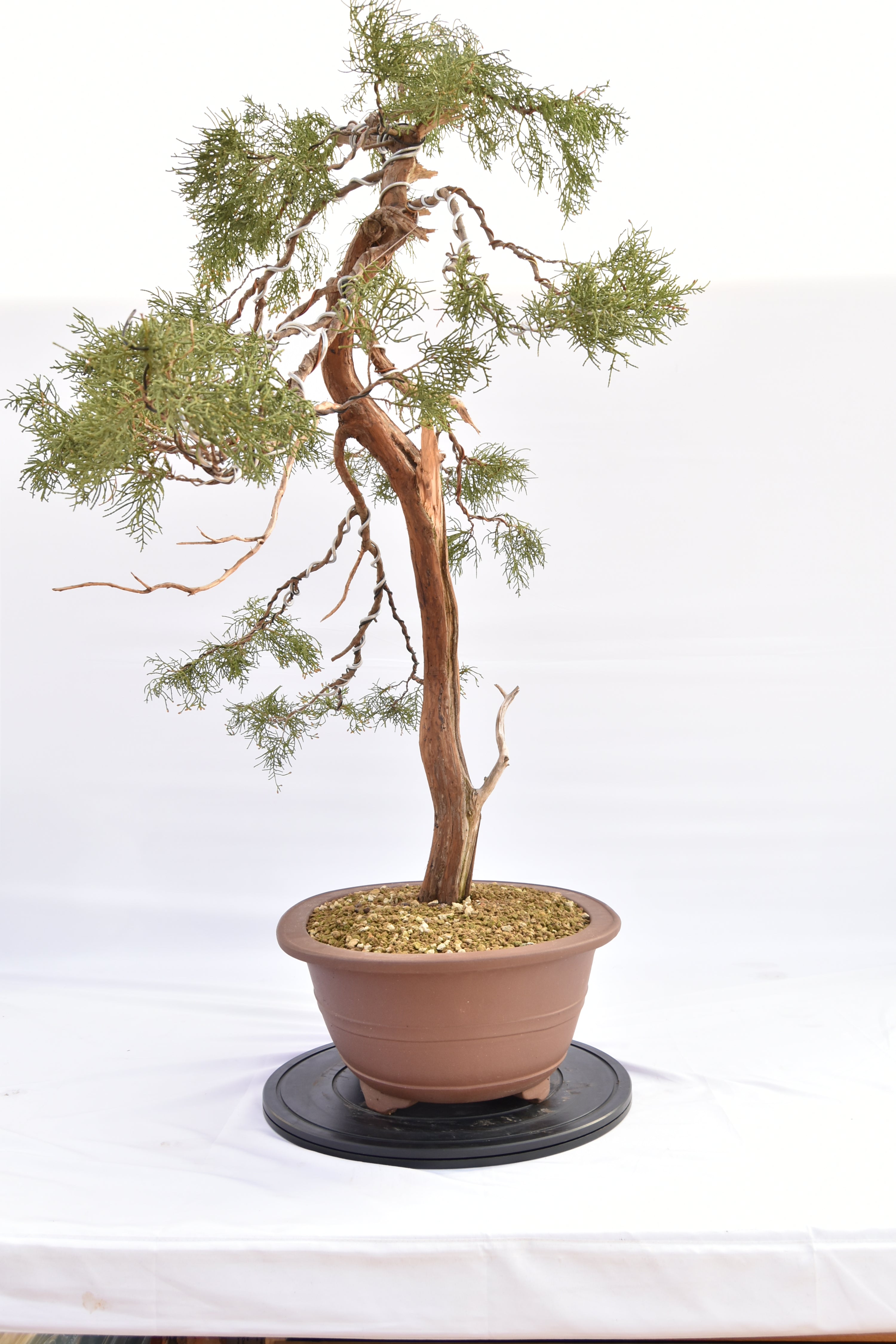 Ginepro Comunis € 2200 | La Gemma del bonsai