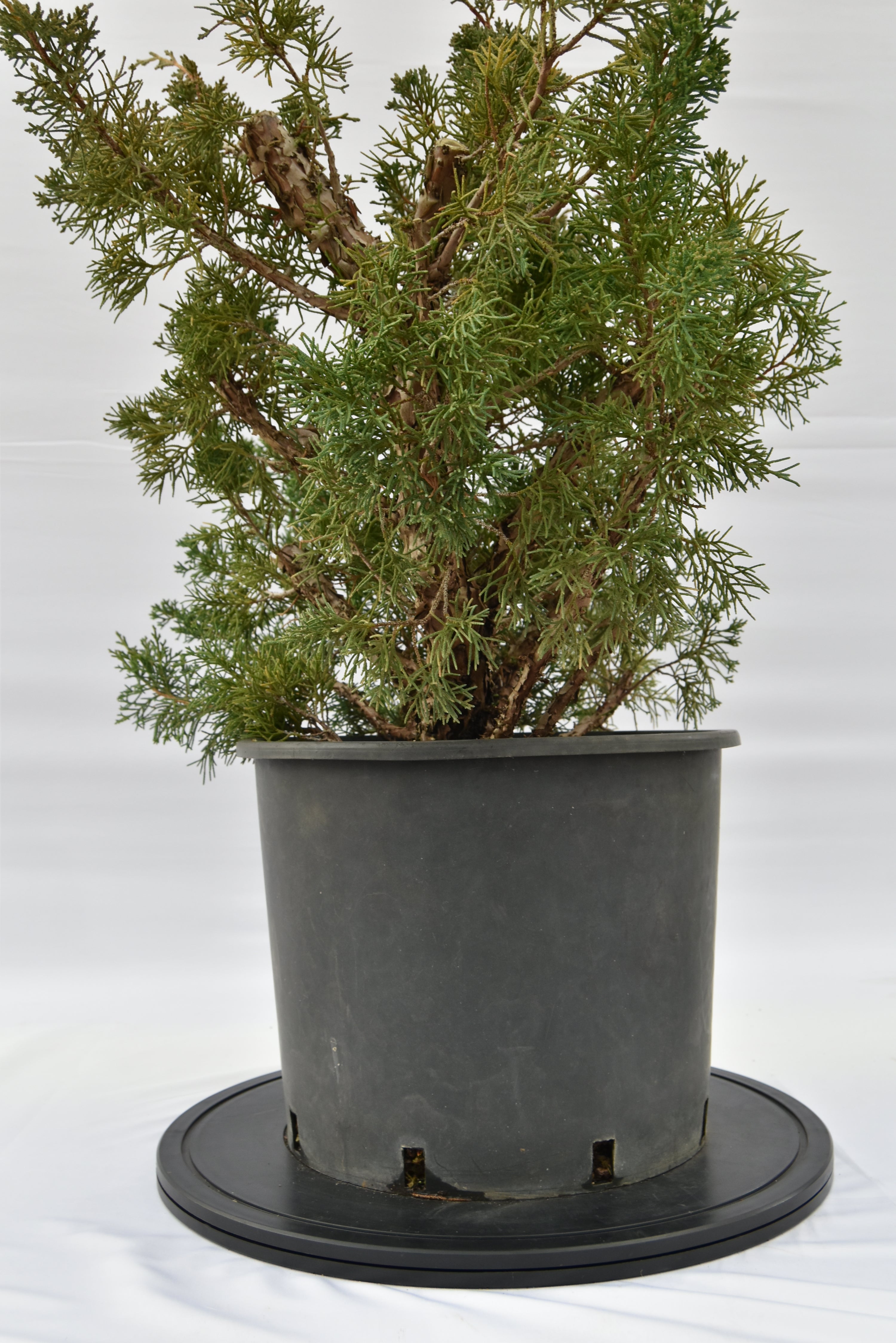 Ginepro Kishu € 150 | La Gemma del bonsai