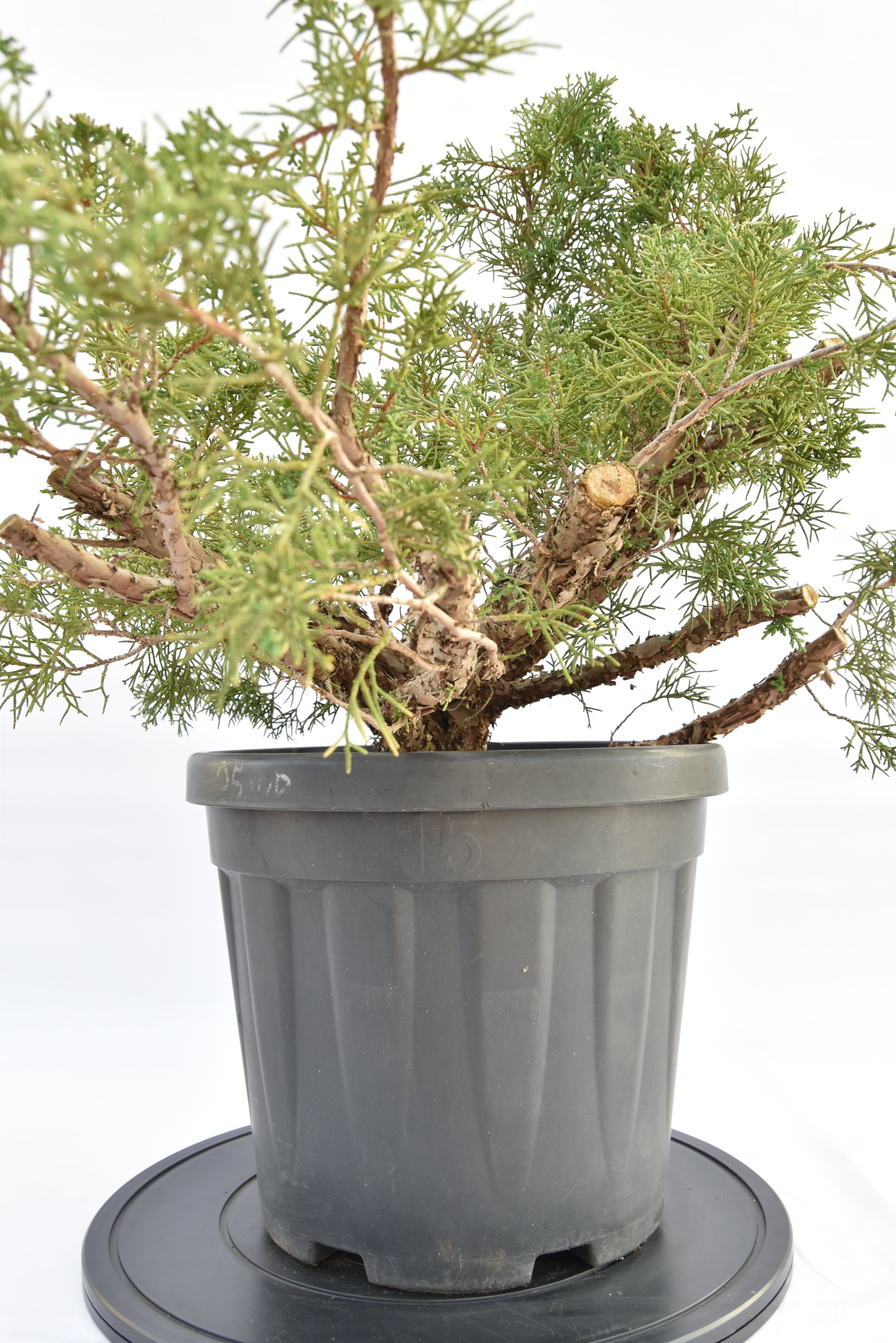 Ginepro Kishu €150 | La Gemma del bonsai