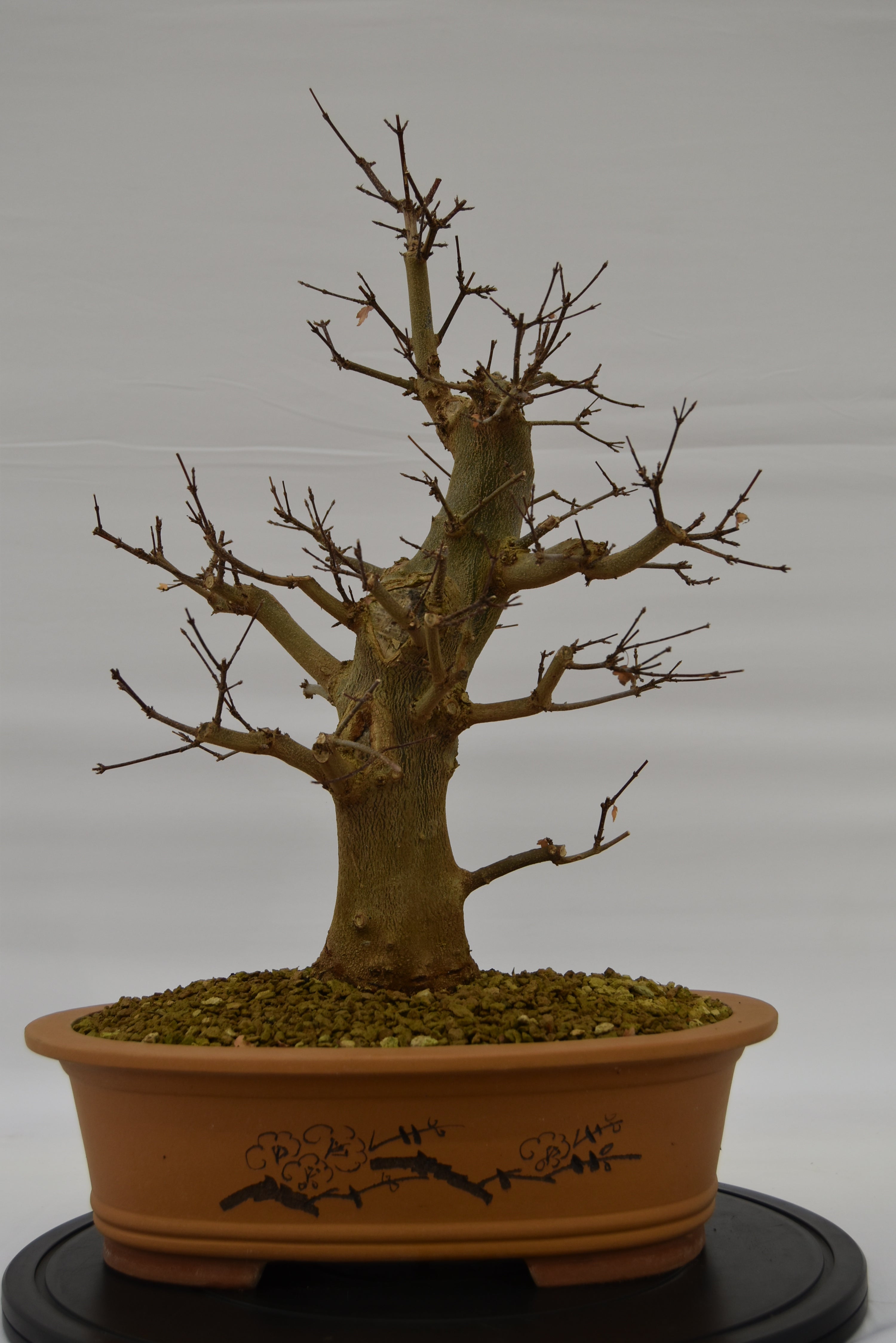 Acero Tridente € 780 | La Gemma del bonsai