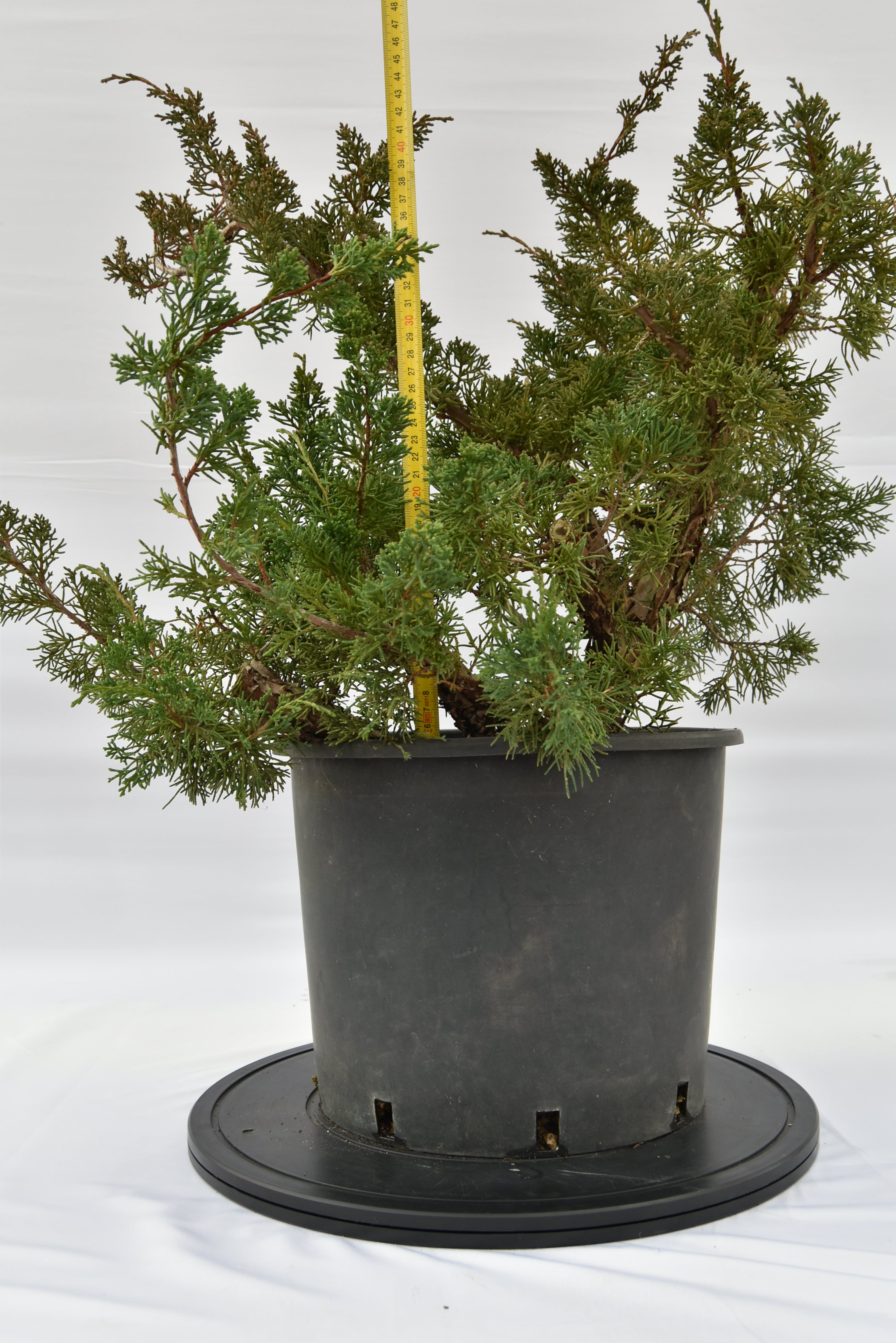Ginepro Kishu € 150 | La Gemma del bonsai