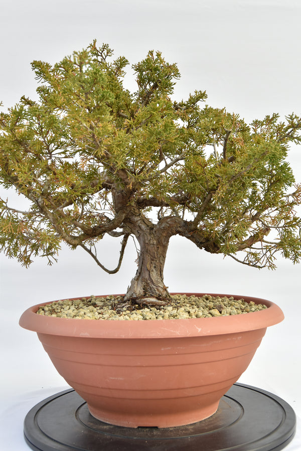 Ginepro Itoigawa €380 | La Gemma del bonsai