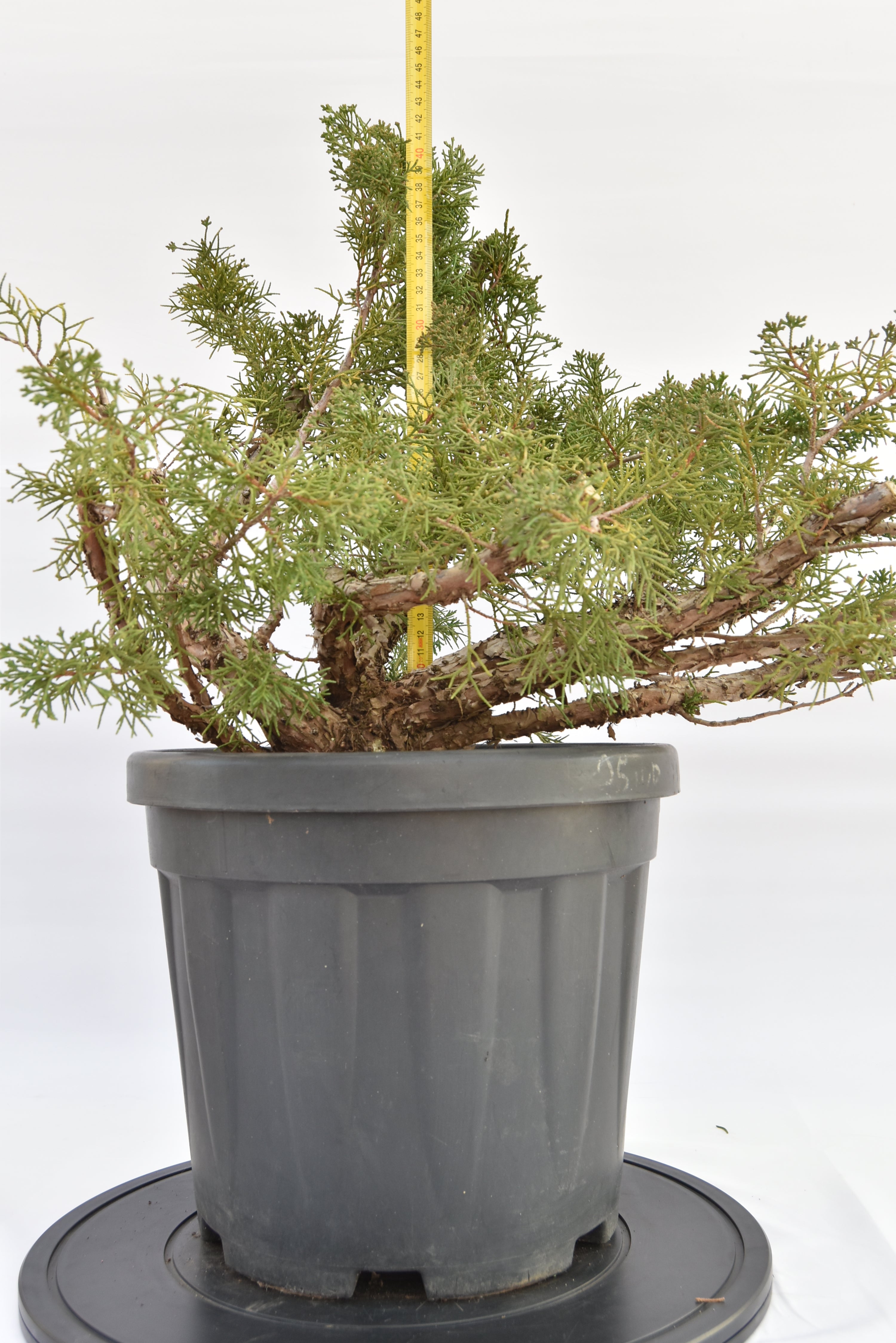 Ginepro Kishu €150 | La Gemma del bonsai