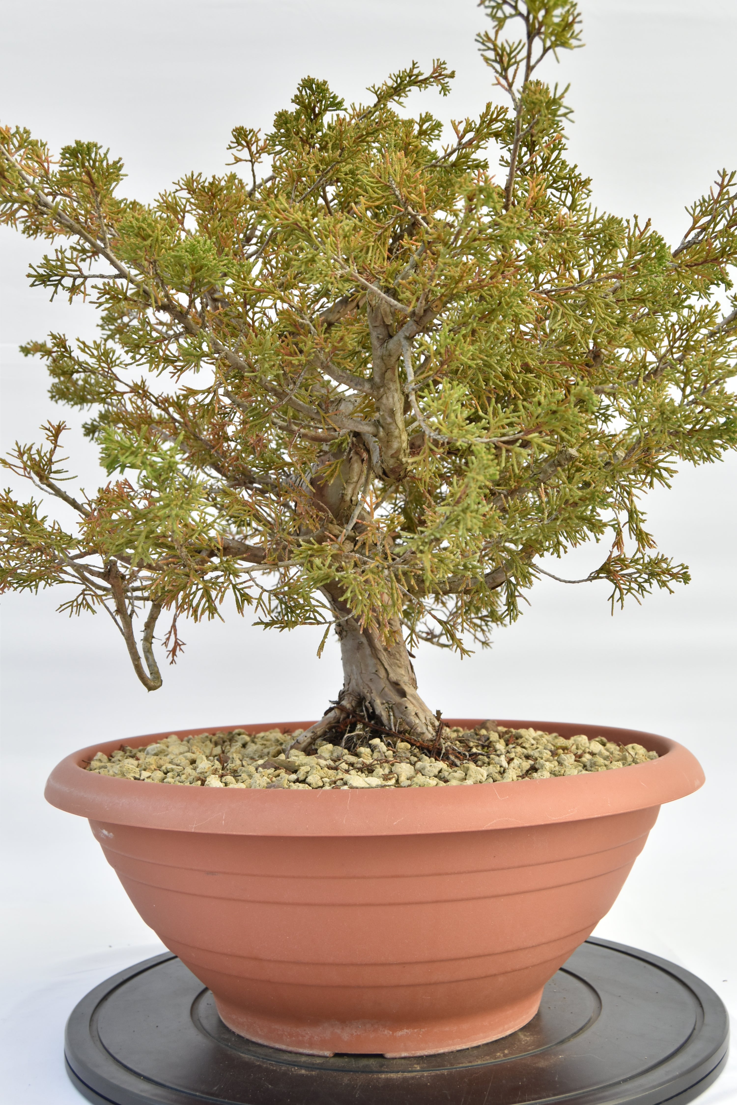 Ginepro Itoigawa €380 | La Gemma del bonsai