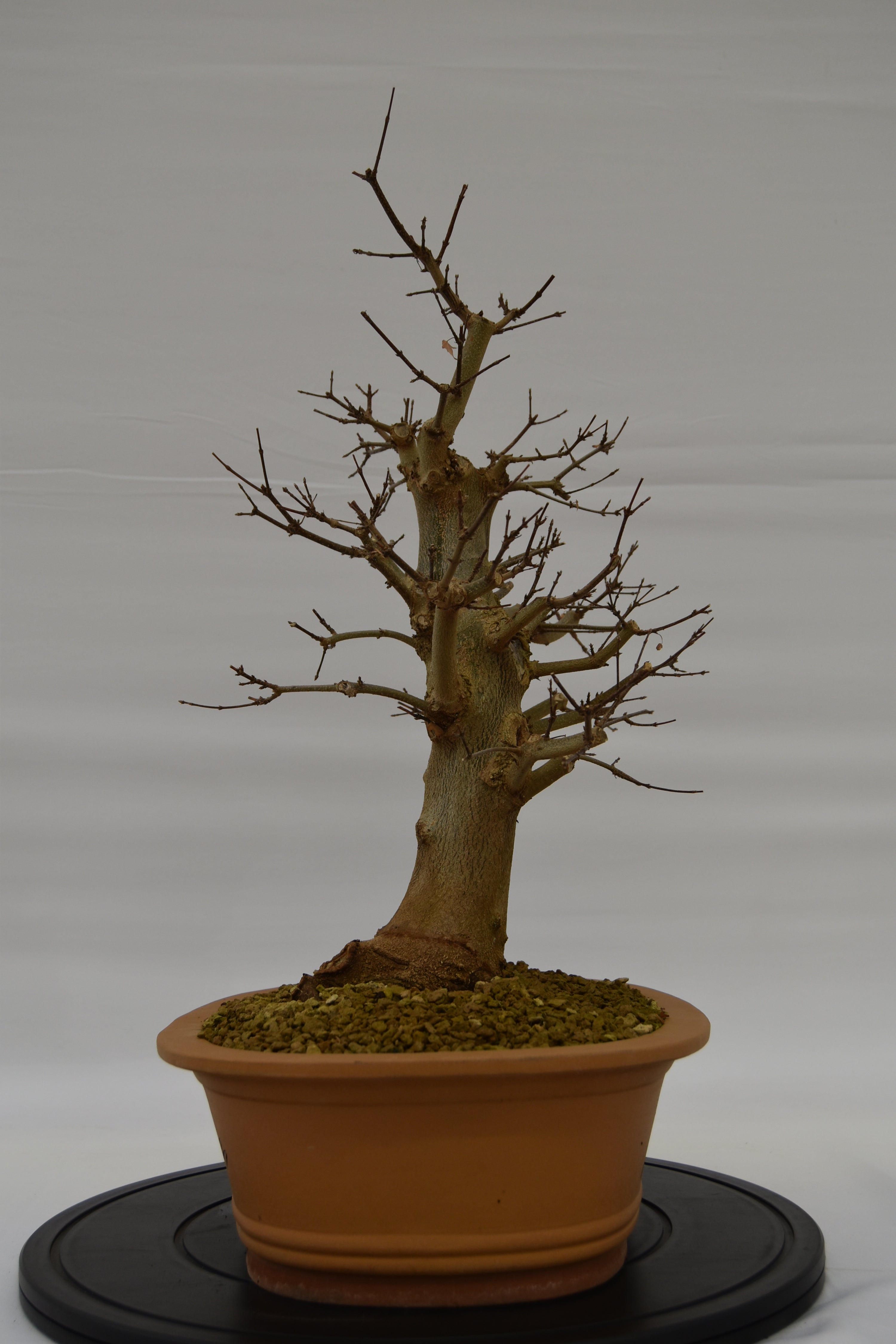 Acero Tridente € 780 | La Gemma del bonsai