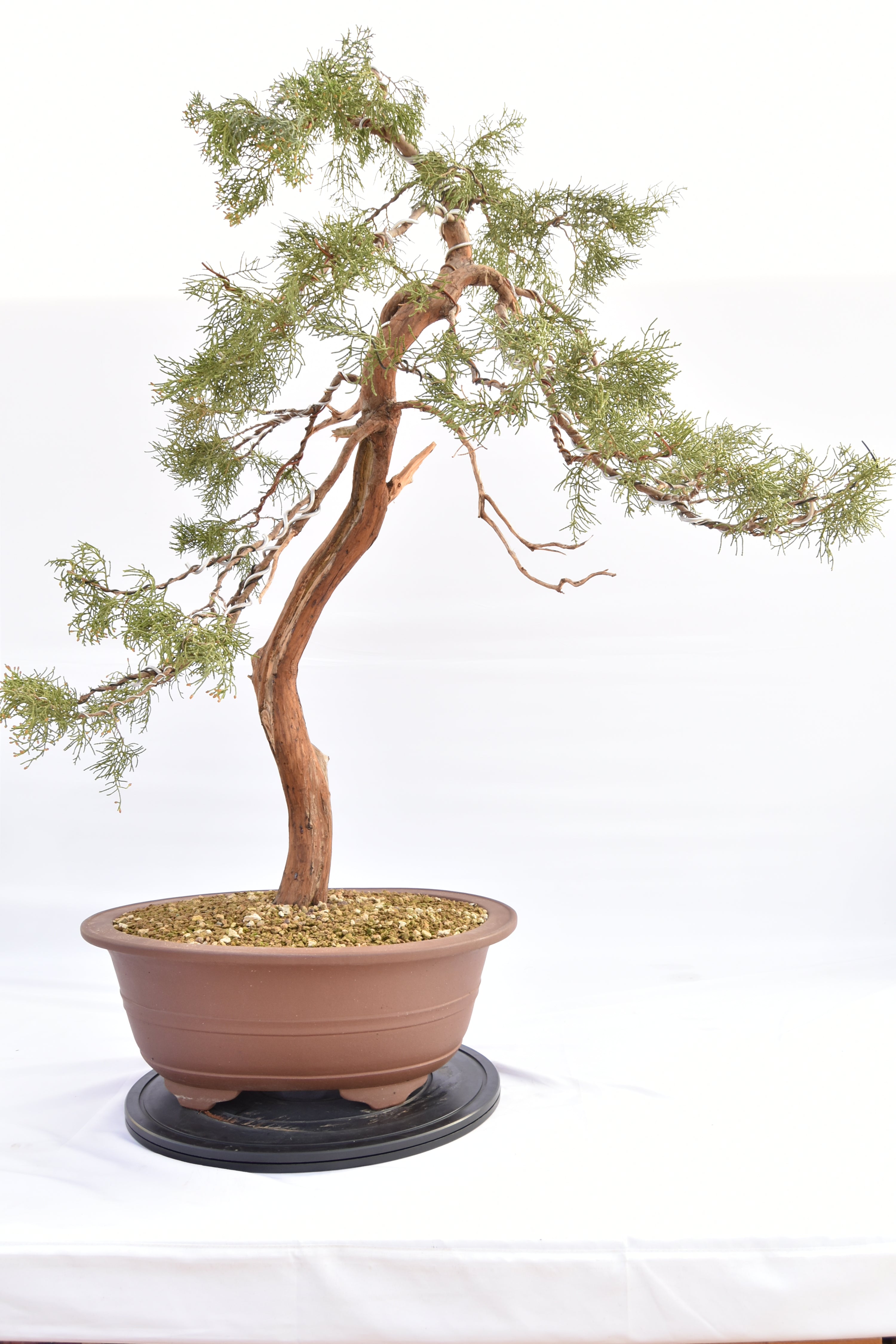 Ginepro Comunis € 2200 | La Gemma del bonsai