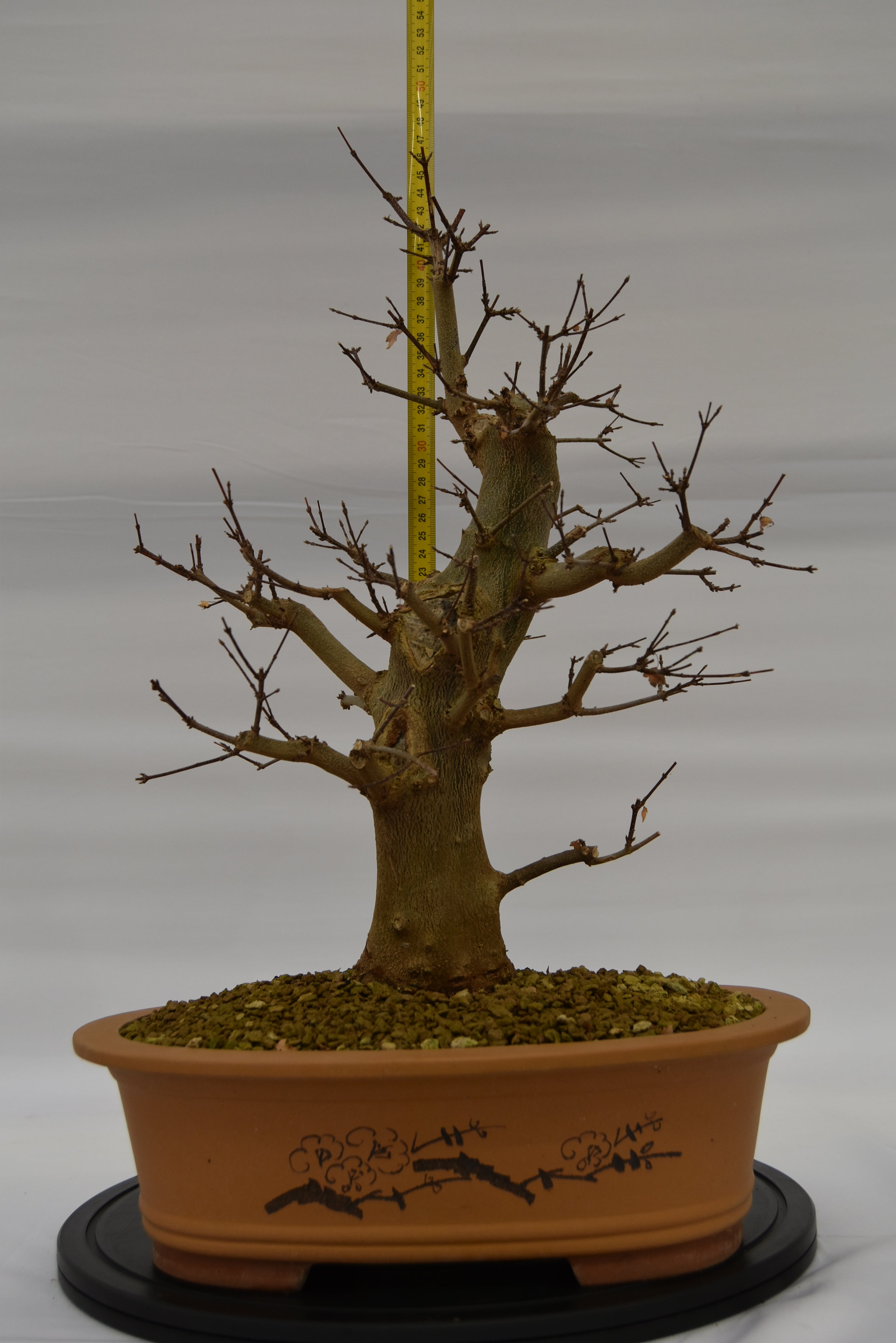Acero Tridente € 780 | La Gemma del bonsai