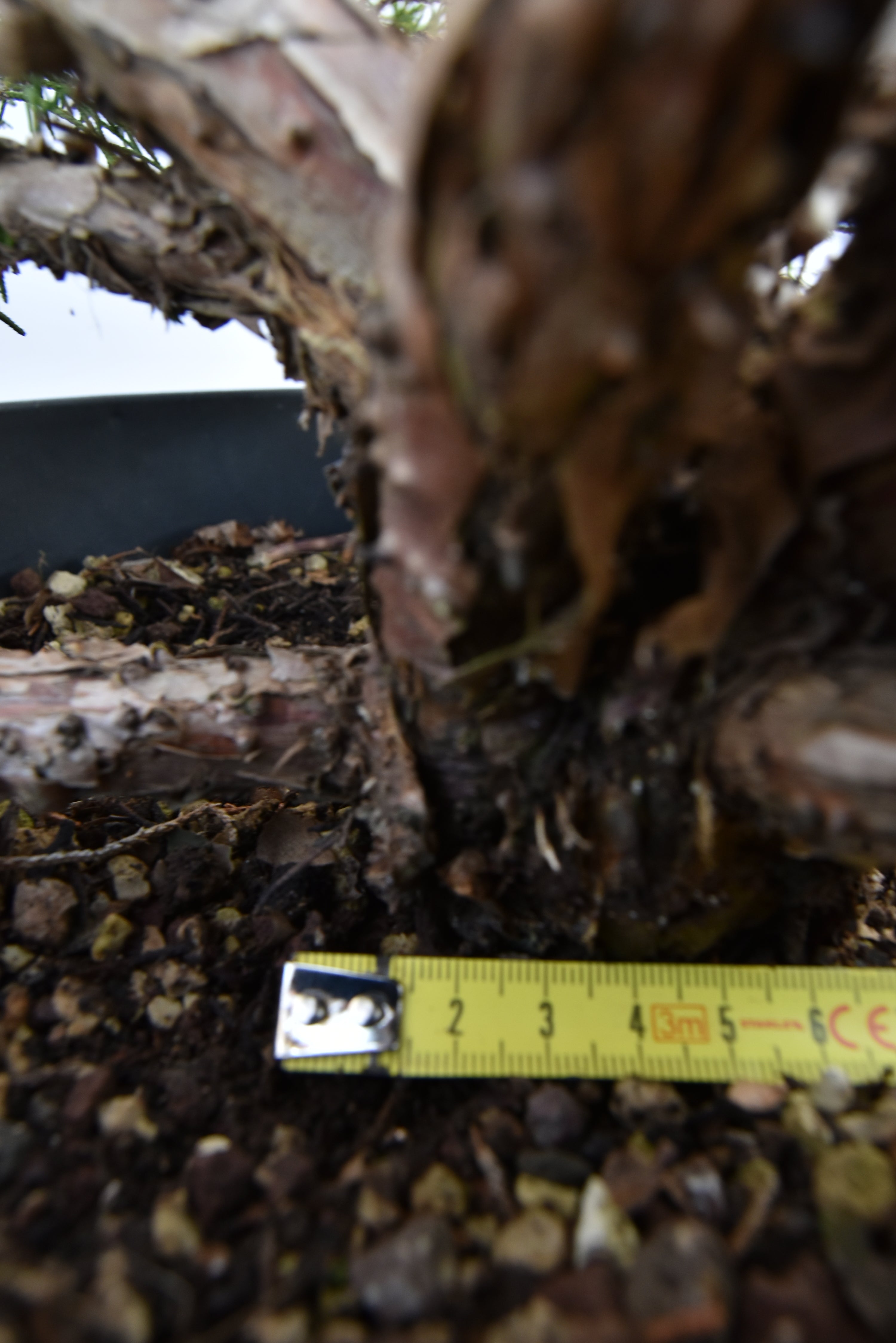 Ginepro Kishu €150 | La Gemma del bonsai