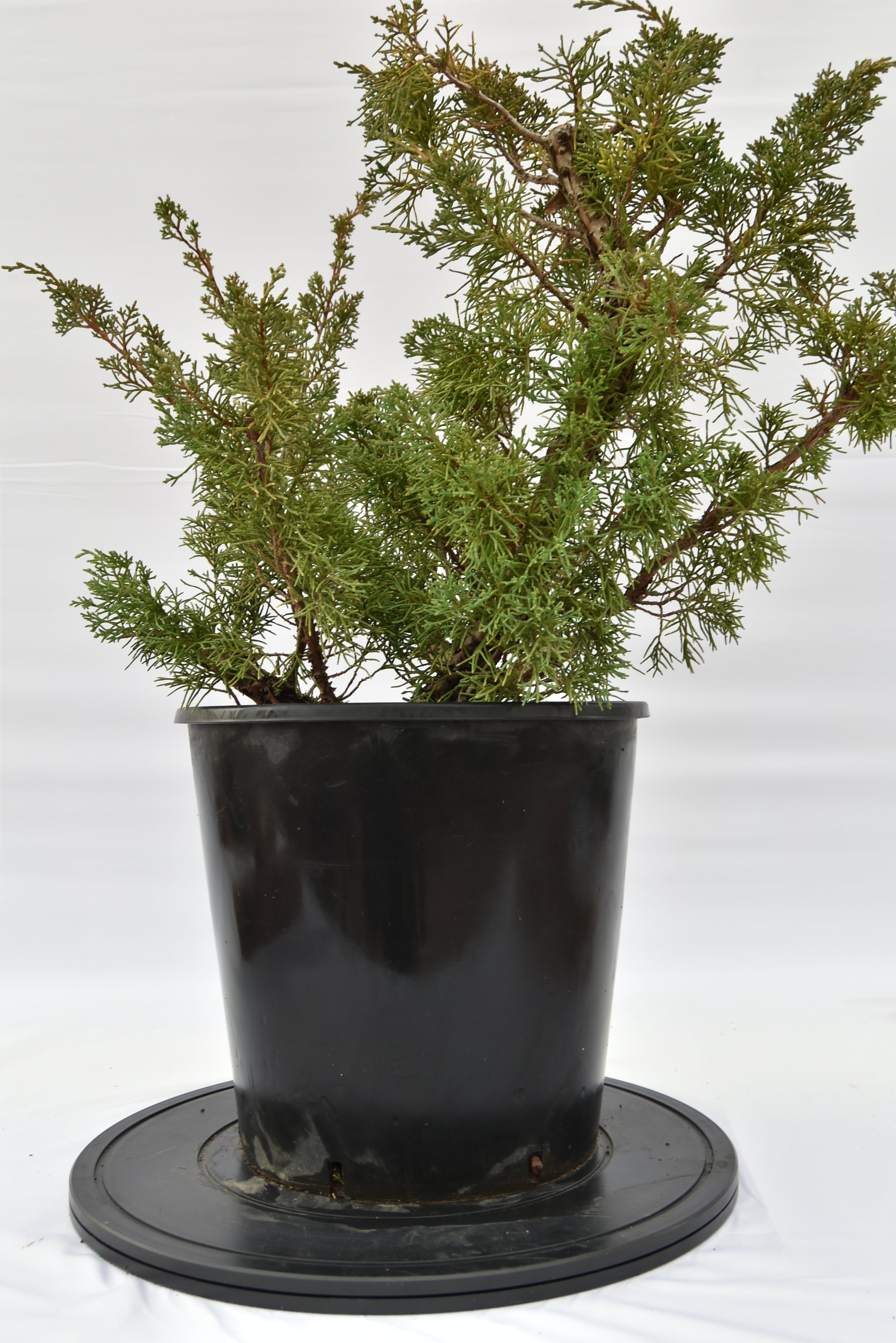 Ginepro Kishu € 150 | La Gemma del bonsai