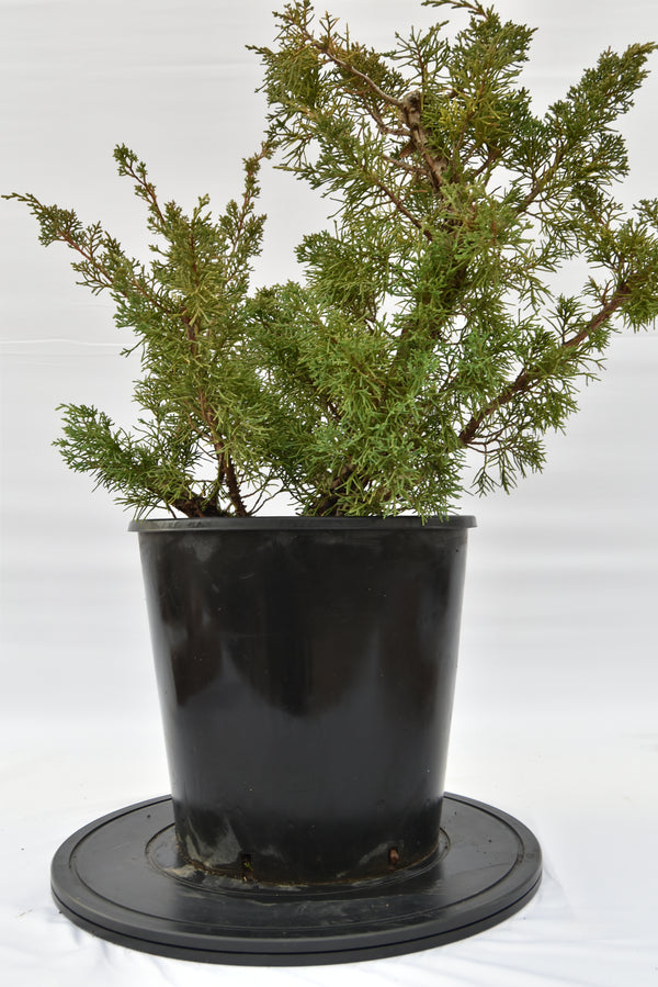 Ginepro Kishu € 150 | La Gemma del bonsai