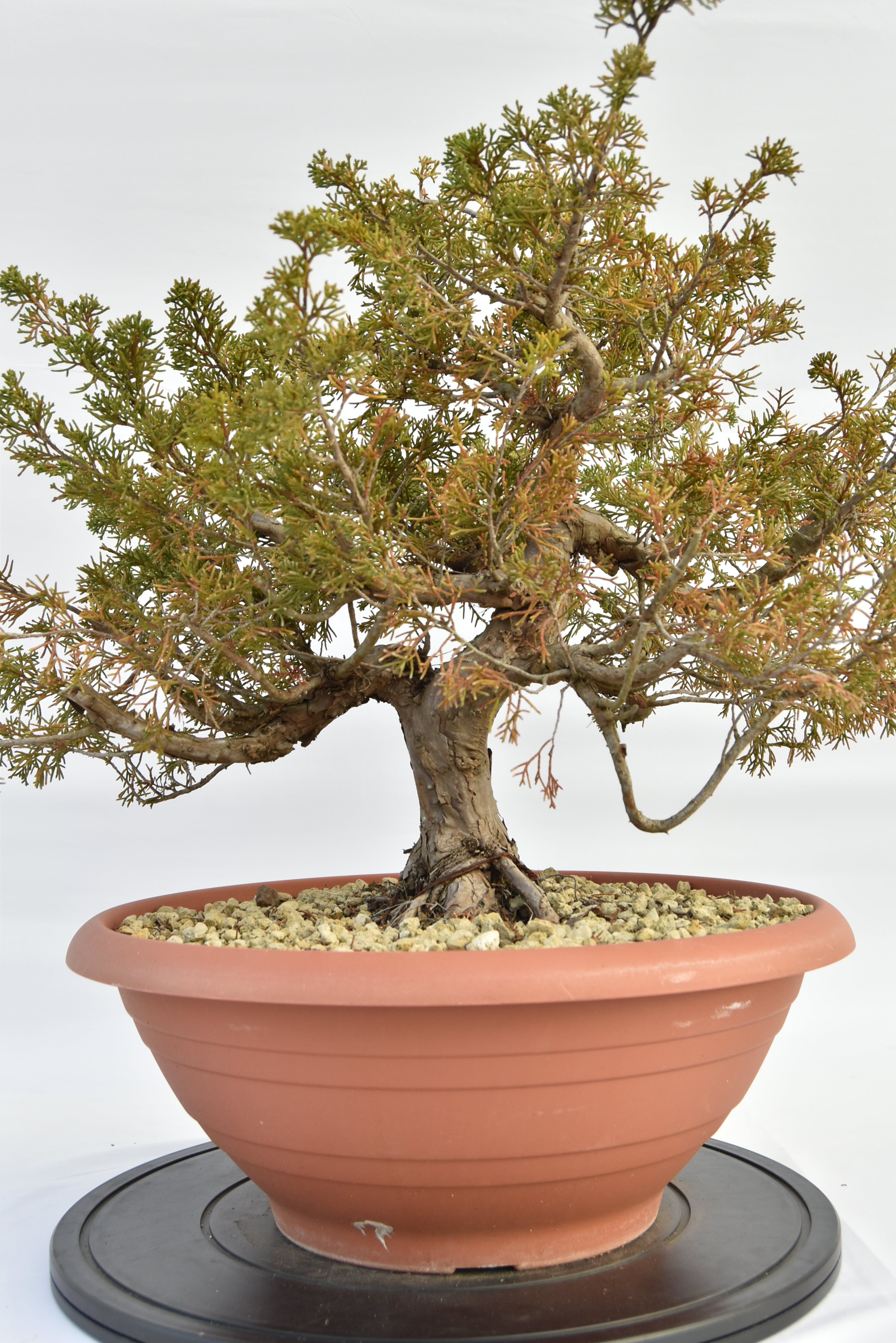 Ginepro Itoigawa €380 | La Gemma del bonsai