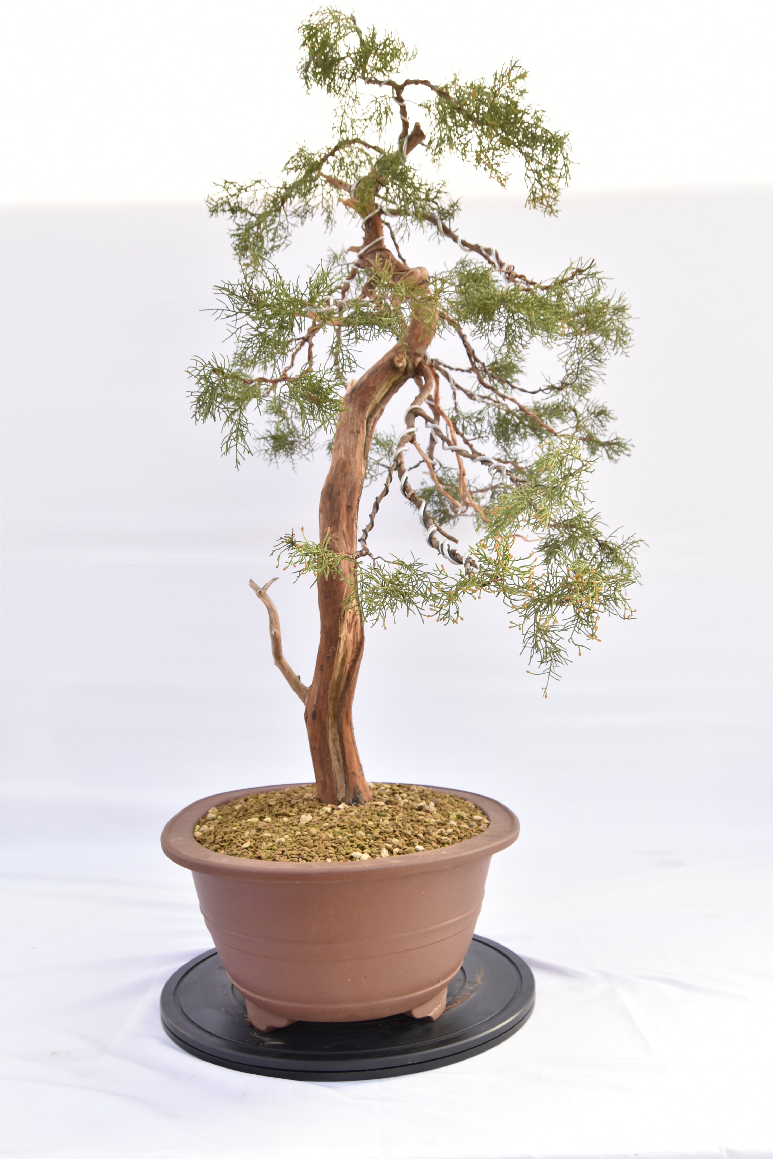Ginepro Comunis € 2200 | La Gemma del bonsai