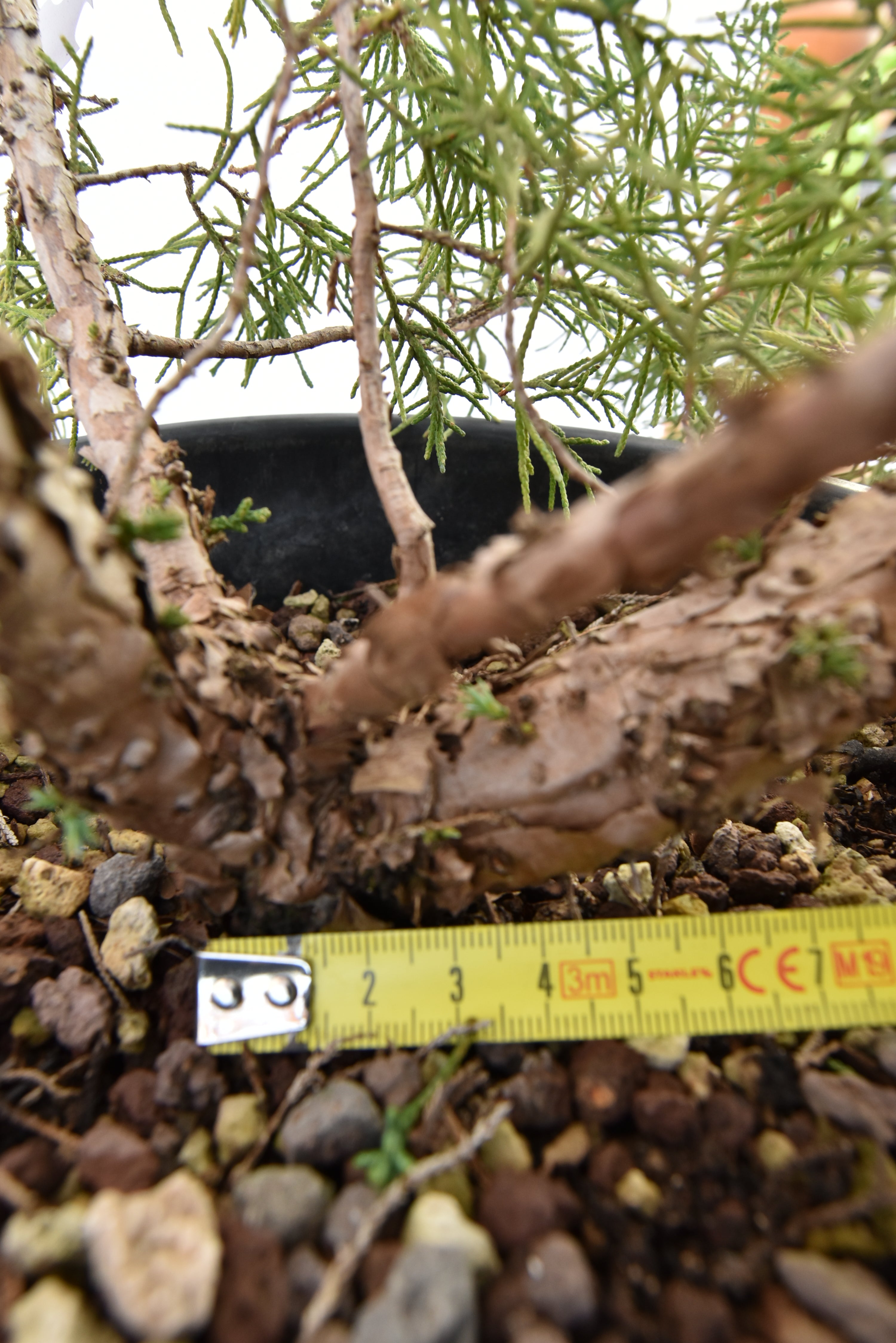 Ginepro Kishu € 100 | La Gemma del bonsai