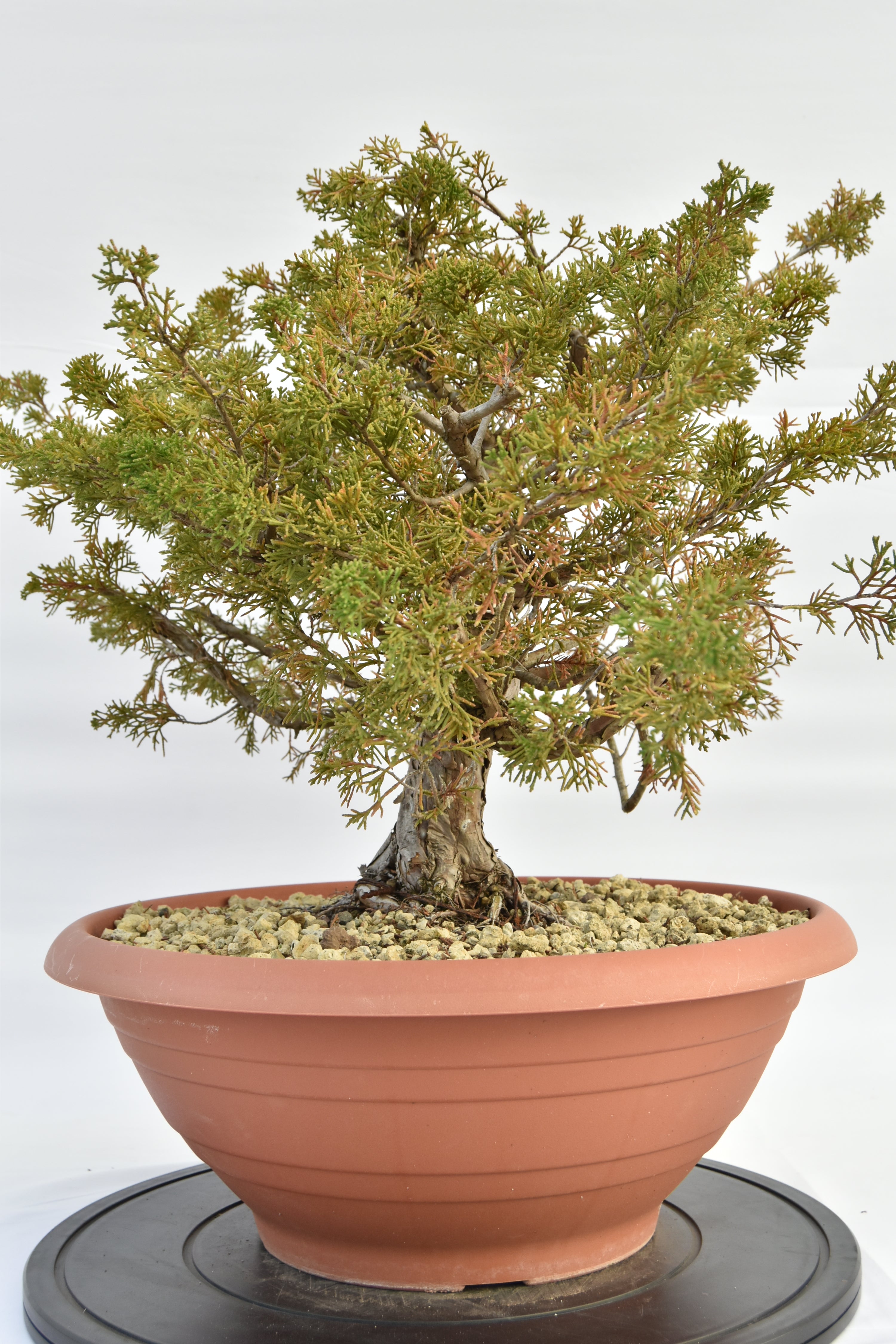Ginepro Itoigawa €380 | La Gemma del bonsai