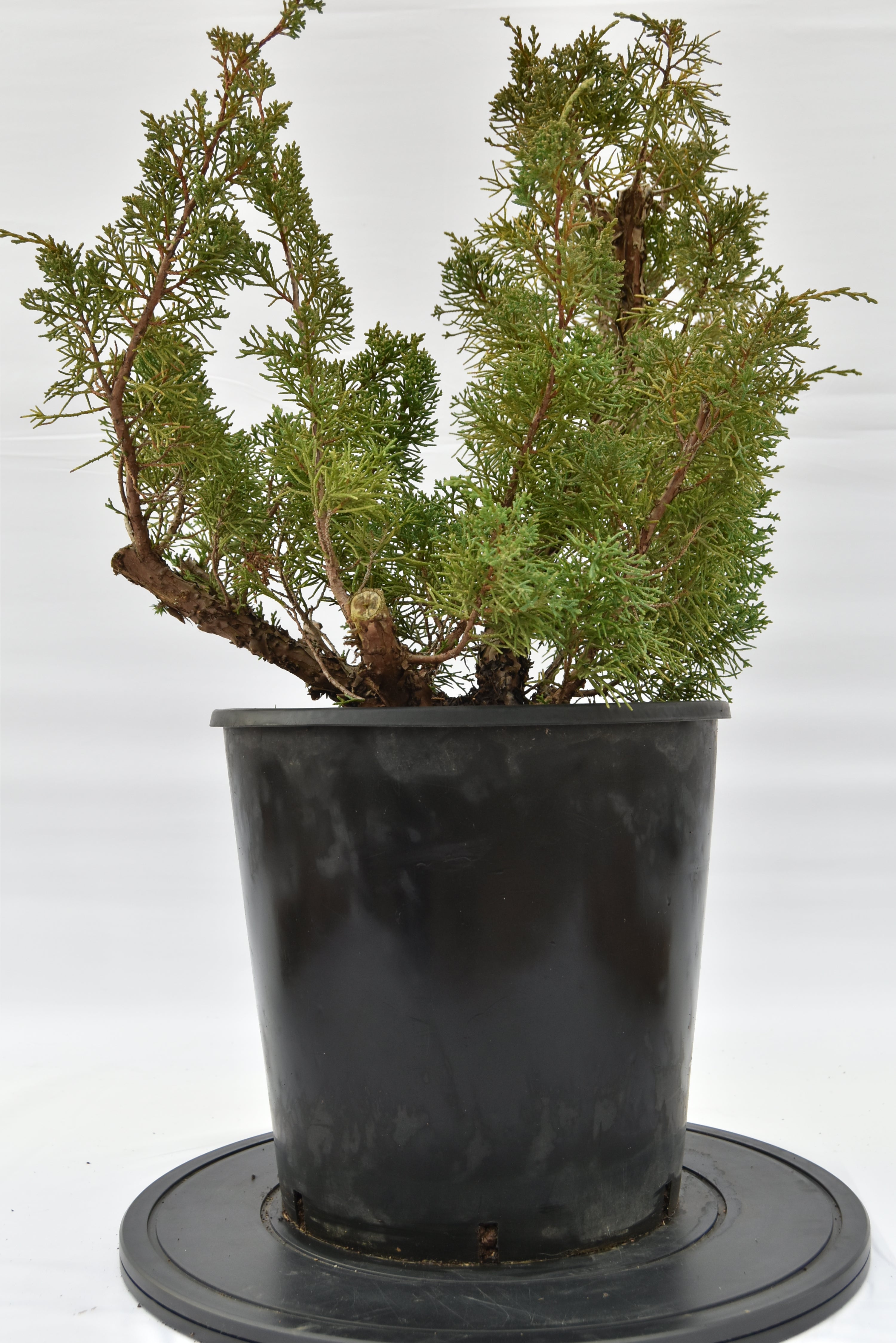 Ginepro Kishu € 150 | La Gemma del bonsai