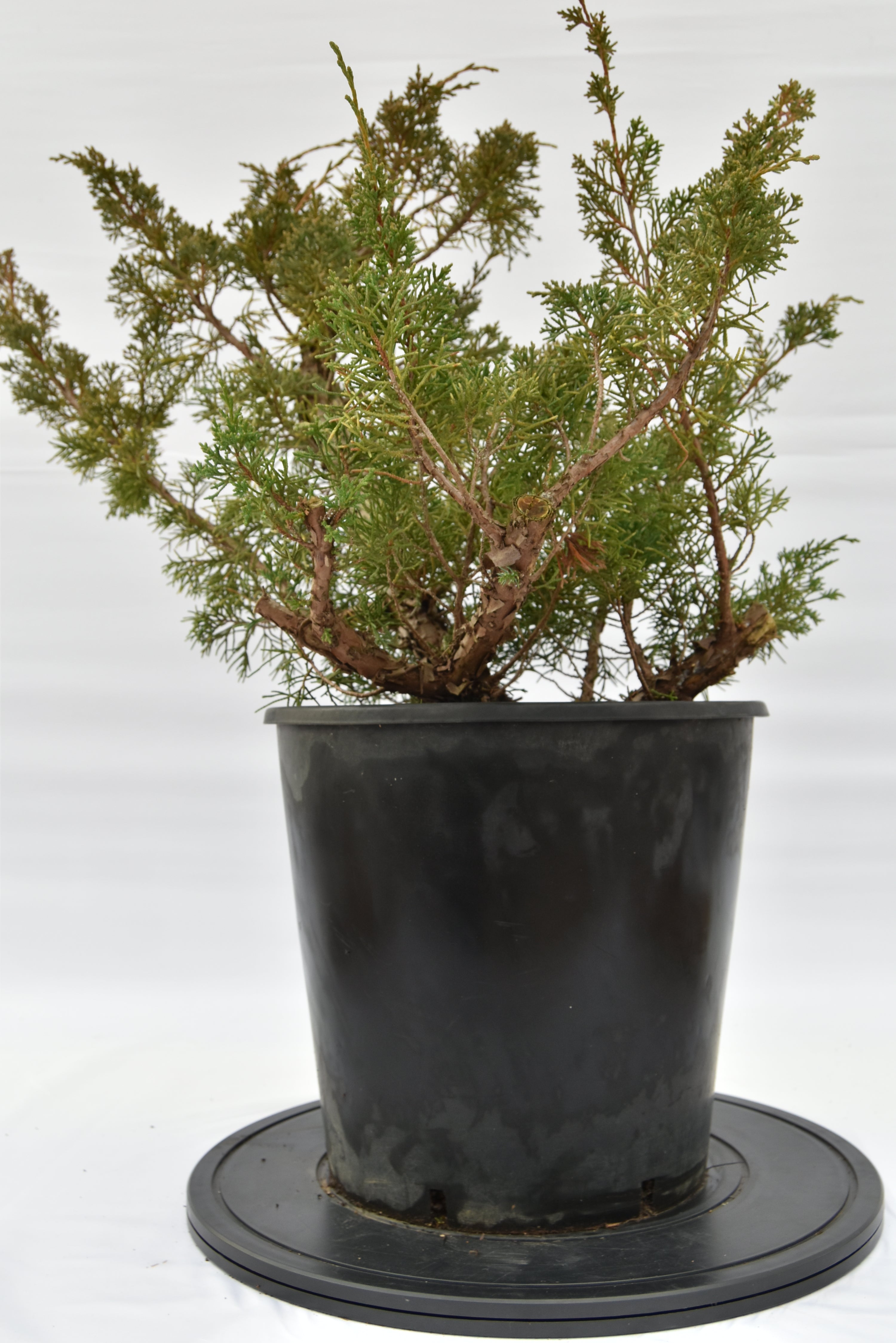 Ginepro Kishu € 150 | La Gemma del bonsai