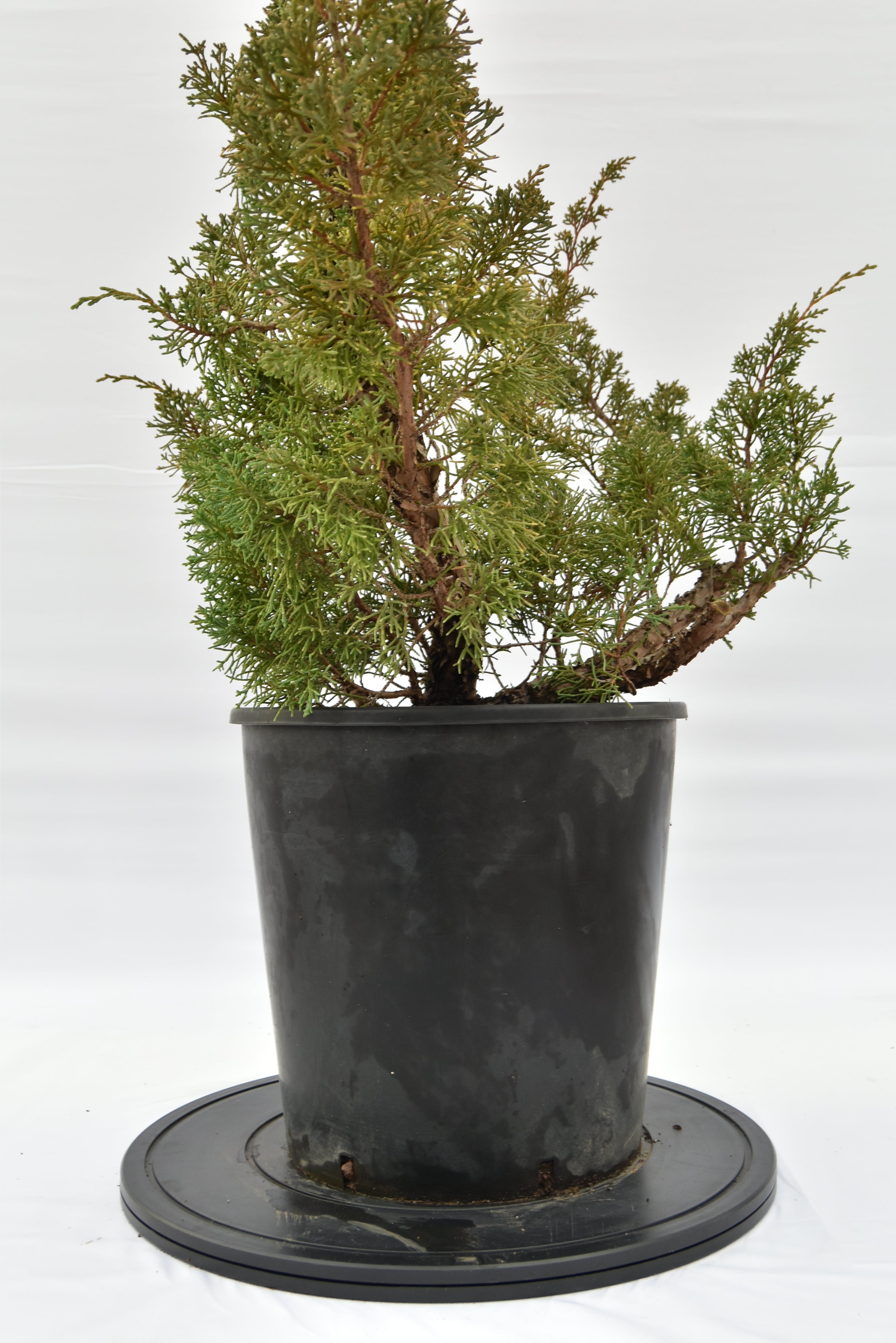 Ginepro Kishu € 150 | La Gemma del bonsai