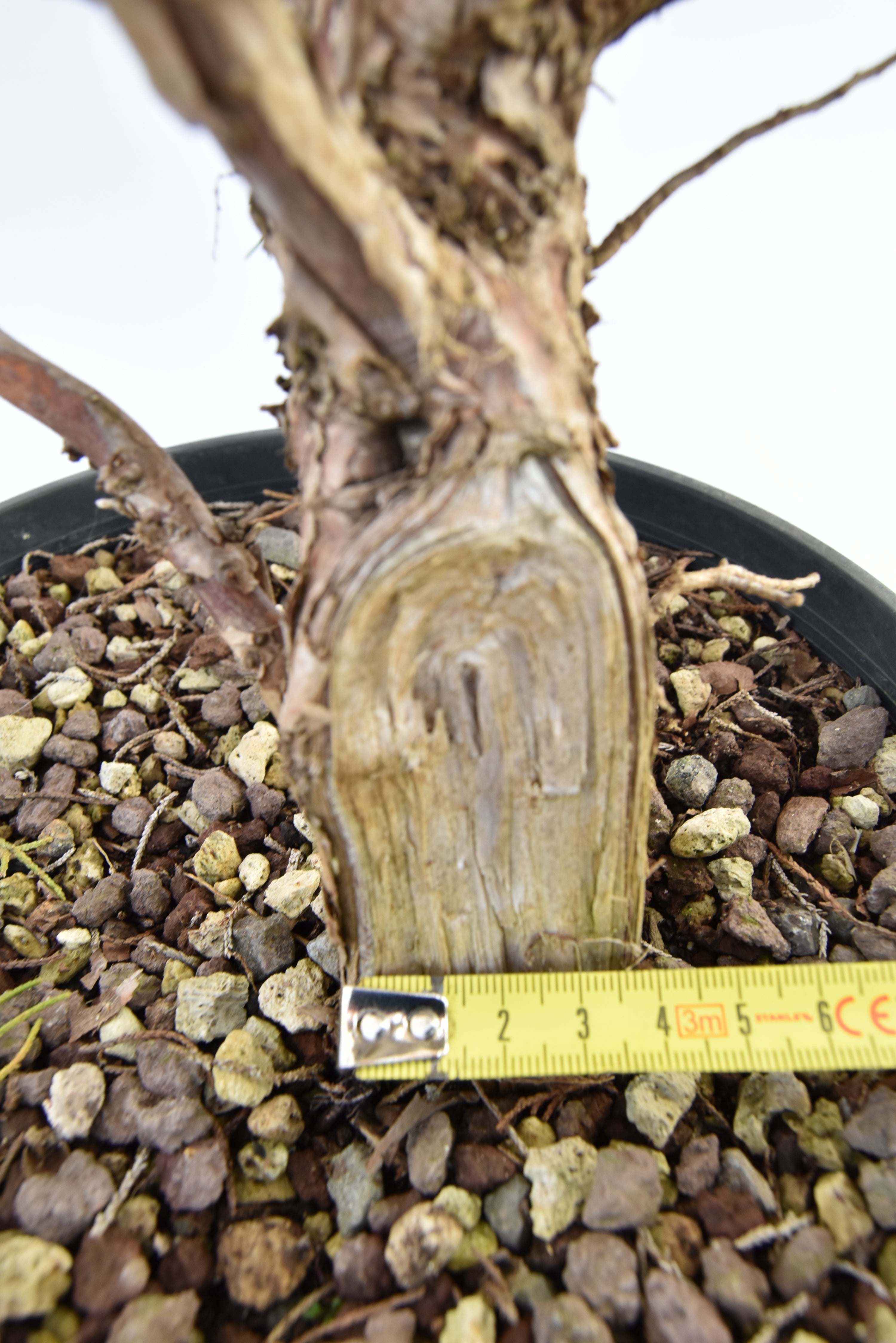 Ginepro Kishu € 100 | La Gemma del bonsai