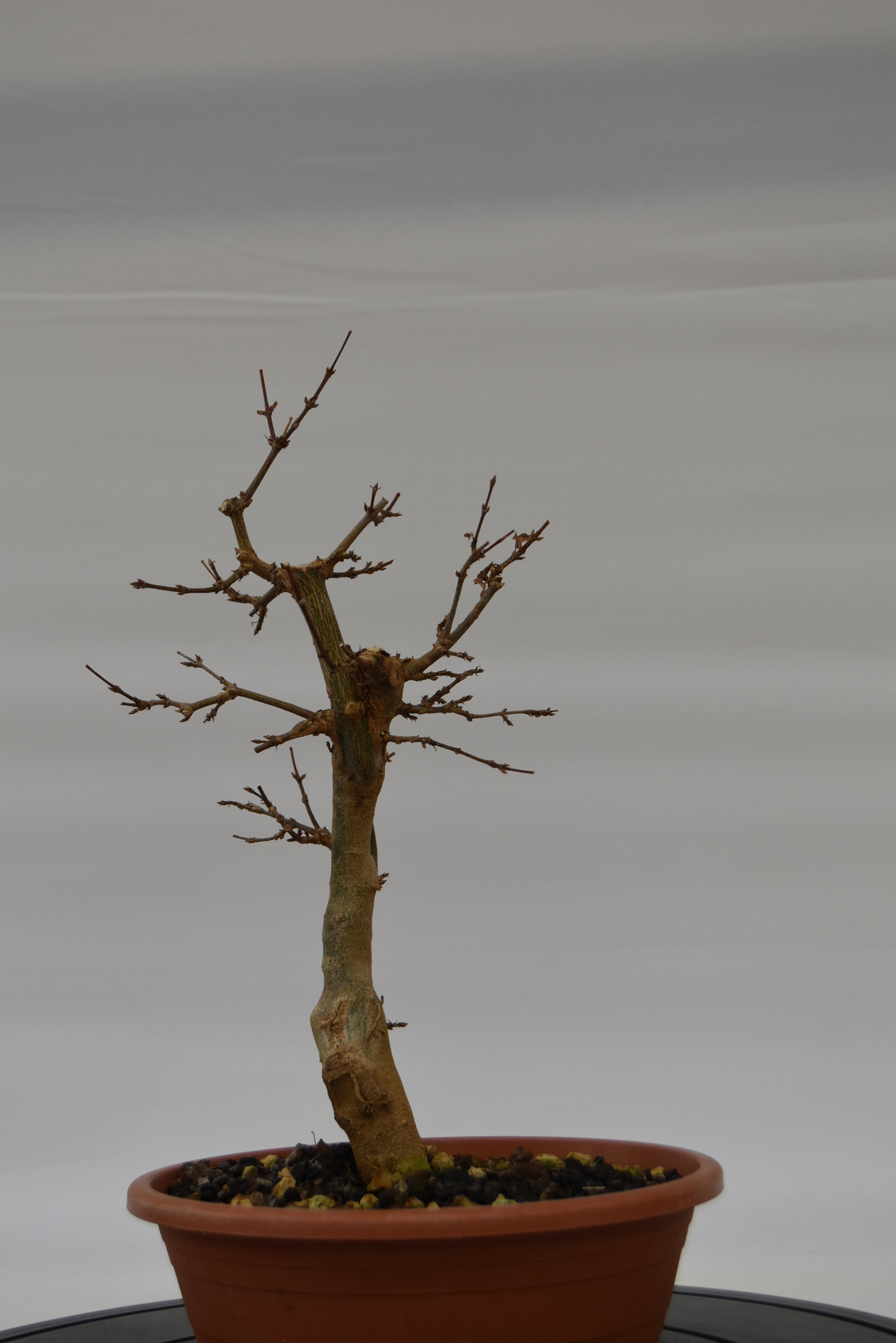 Acero Tridente € 90 | La Gemma del bonsai