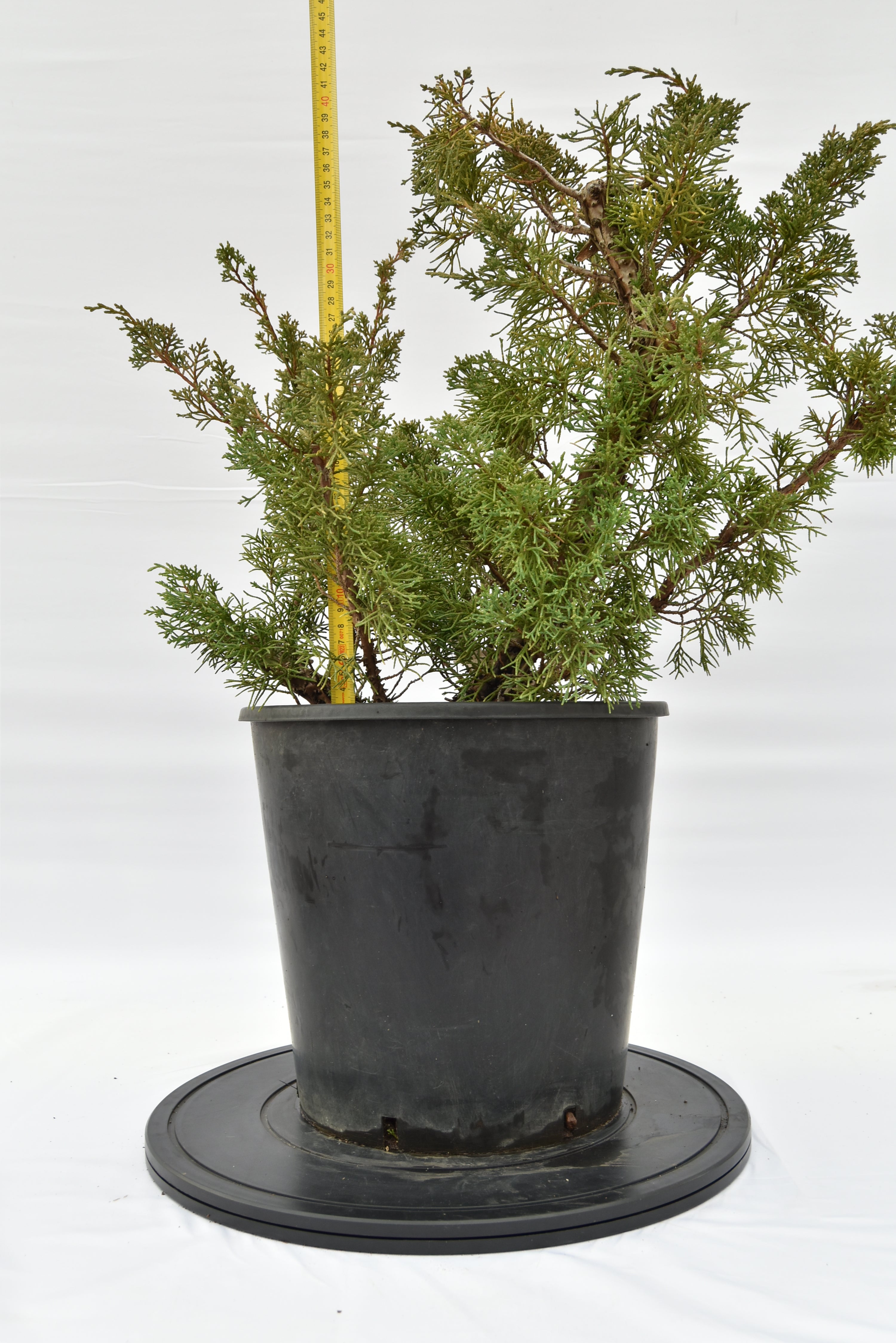 Ginepro Kishu € 150 | La Gemma del bonsai