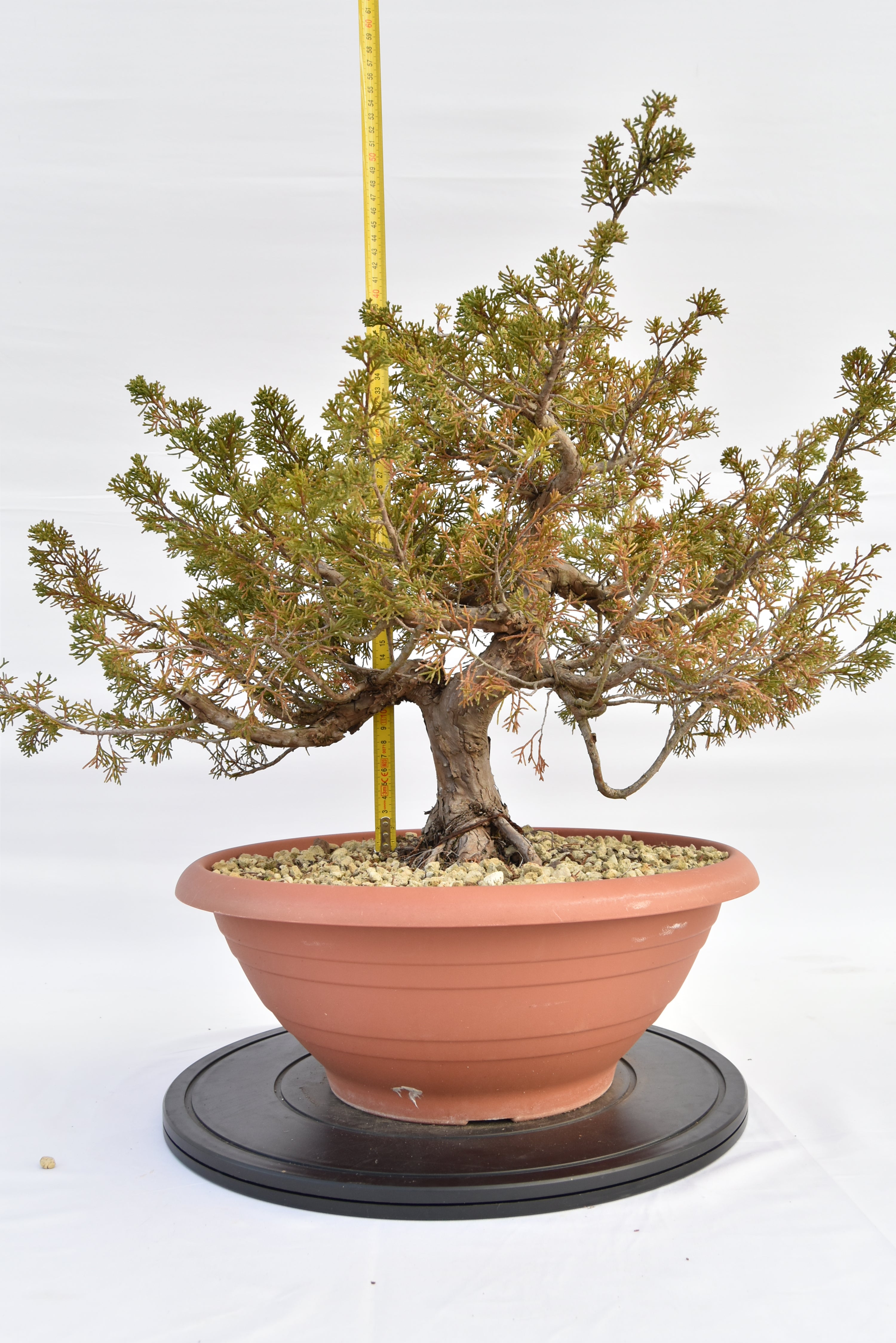 Ginepro Itoigawa €380 | La Gemma del bonsai