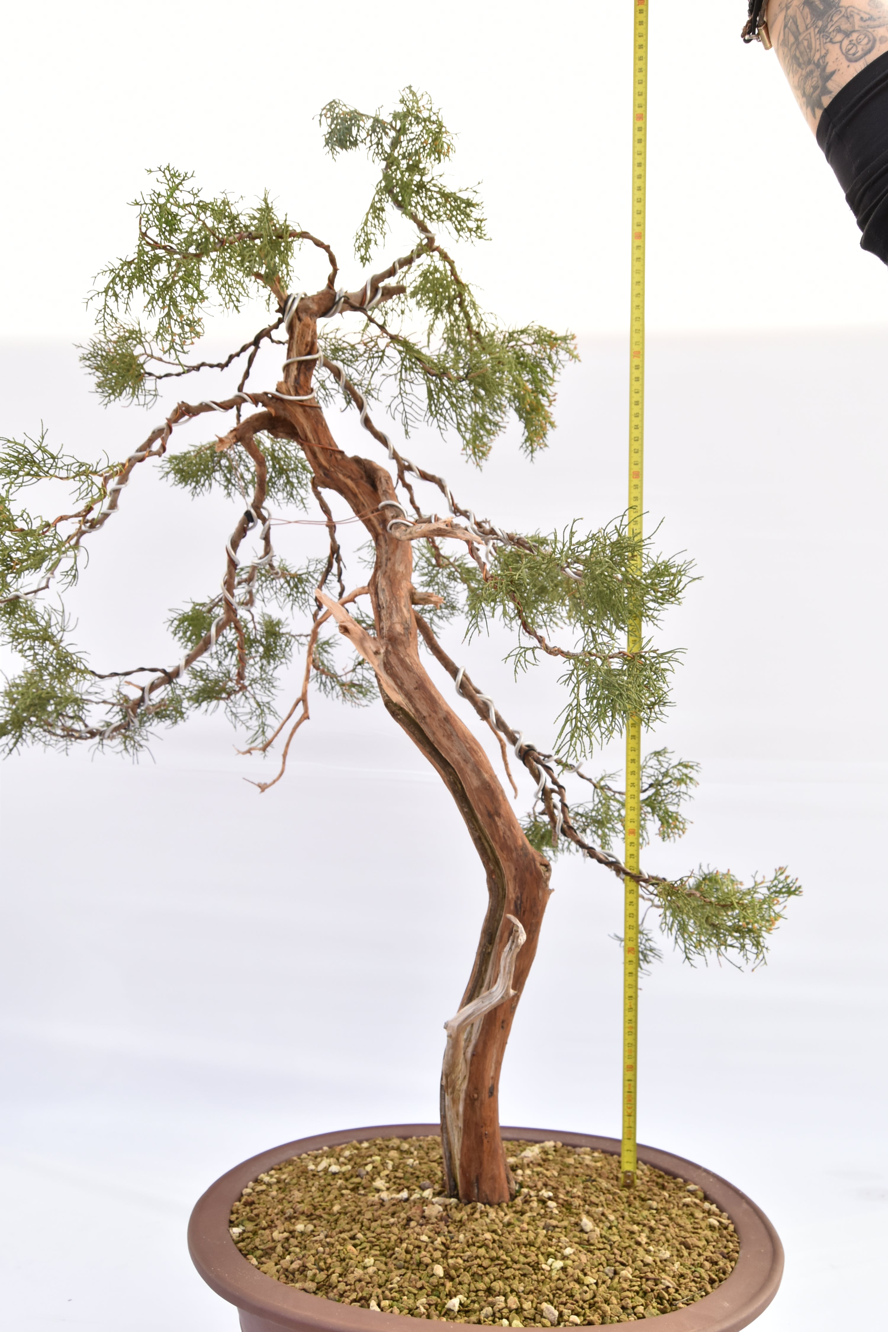 Ginepro Comunis € 2200 | La Gemma del bonsai