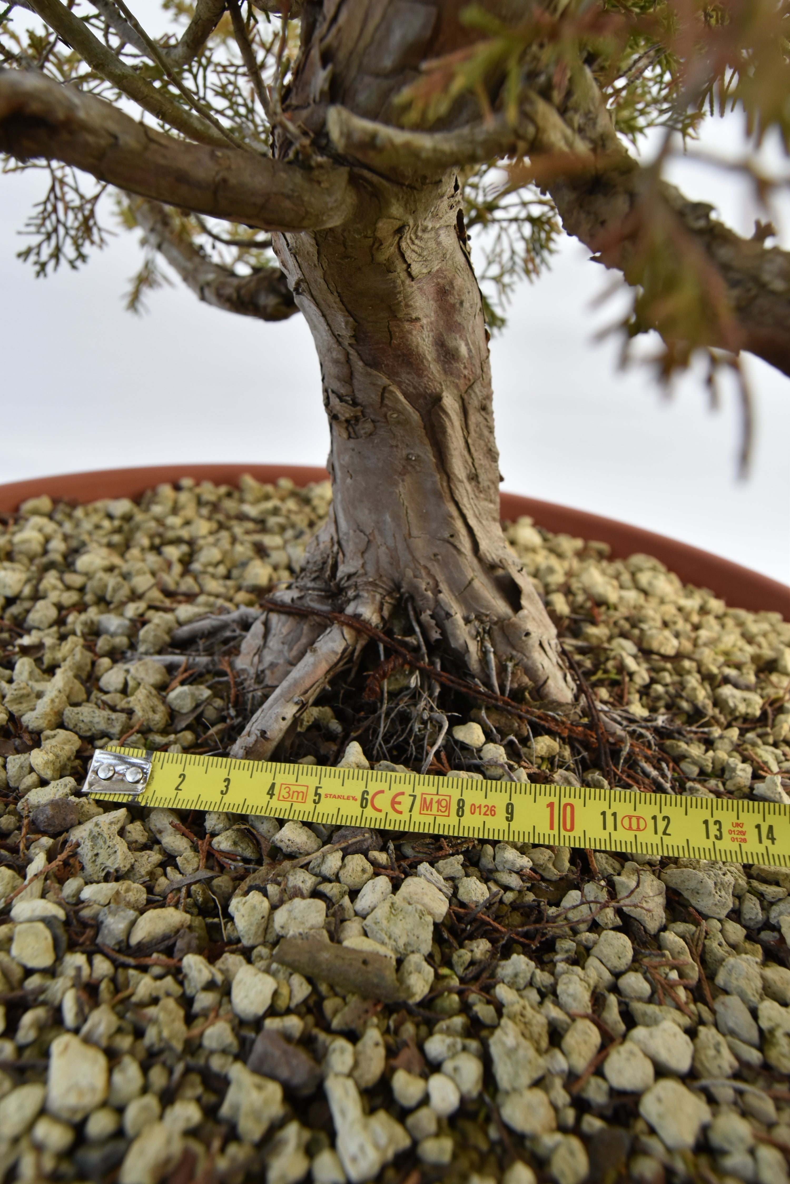 Ginepro Itoigawa €380 | La Gemma del bonsai