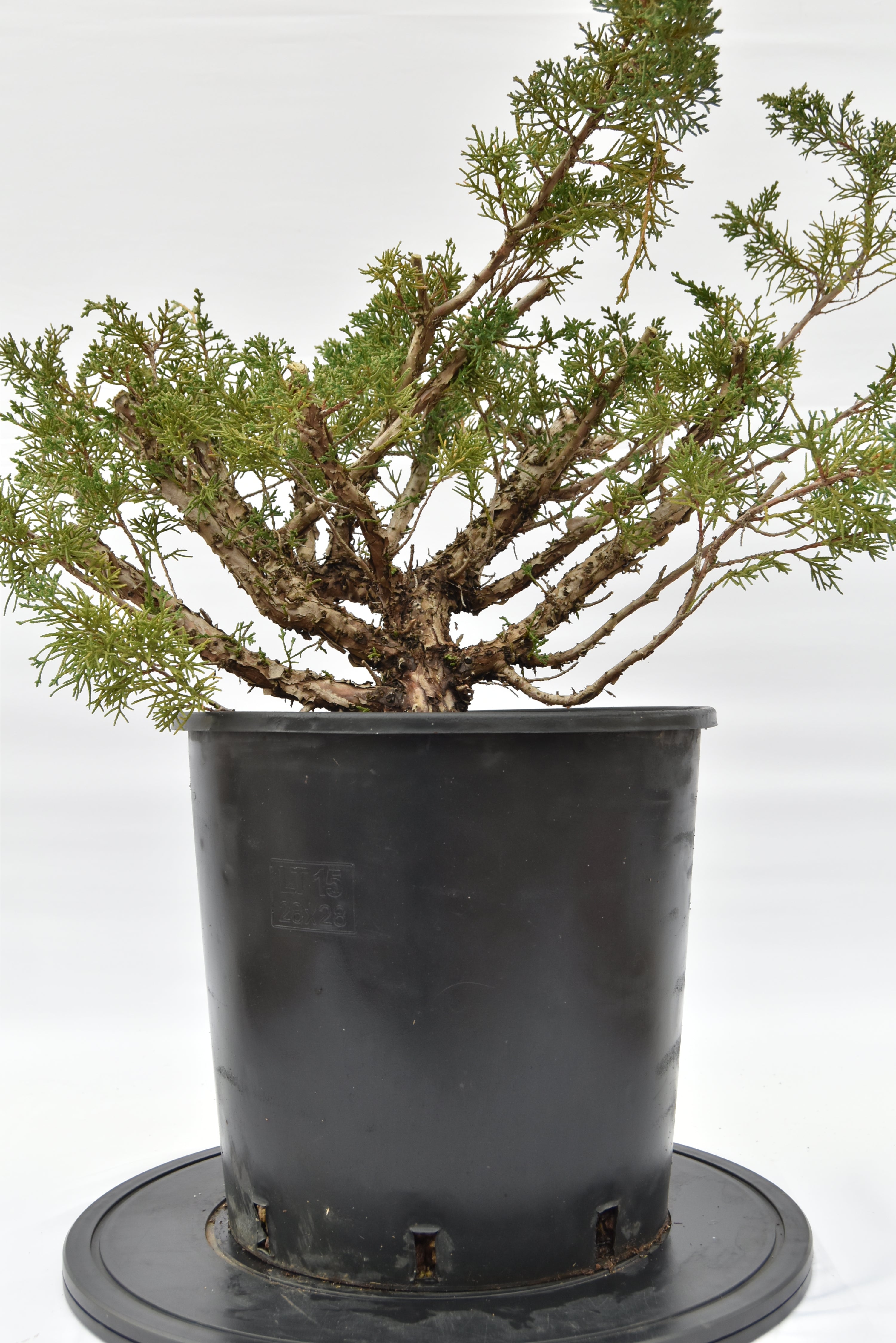 Ginepro Kishu € 150 | La Gemma del bonsai
