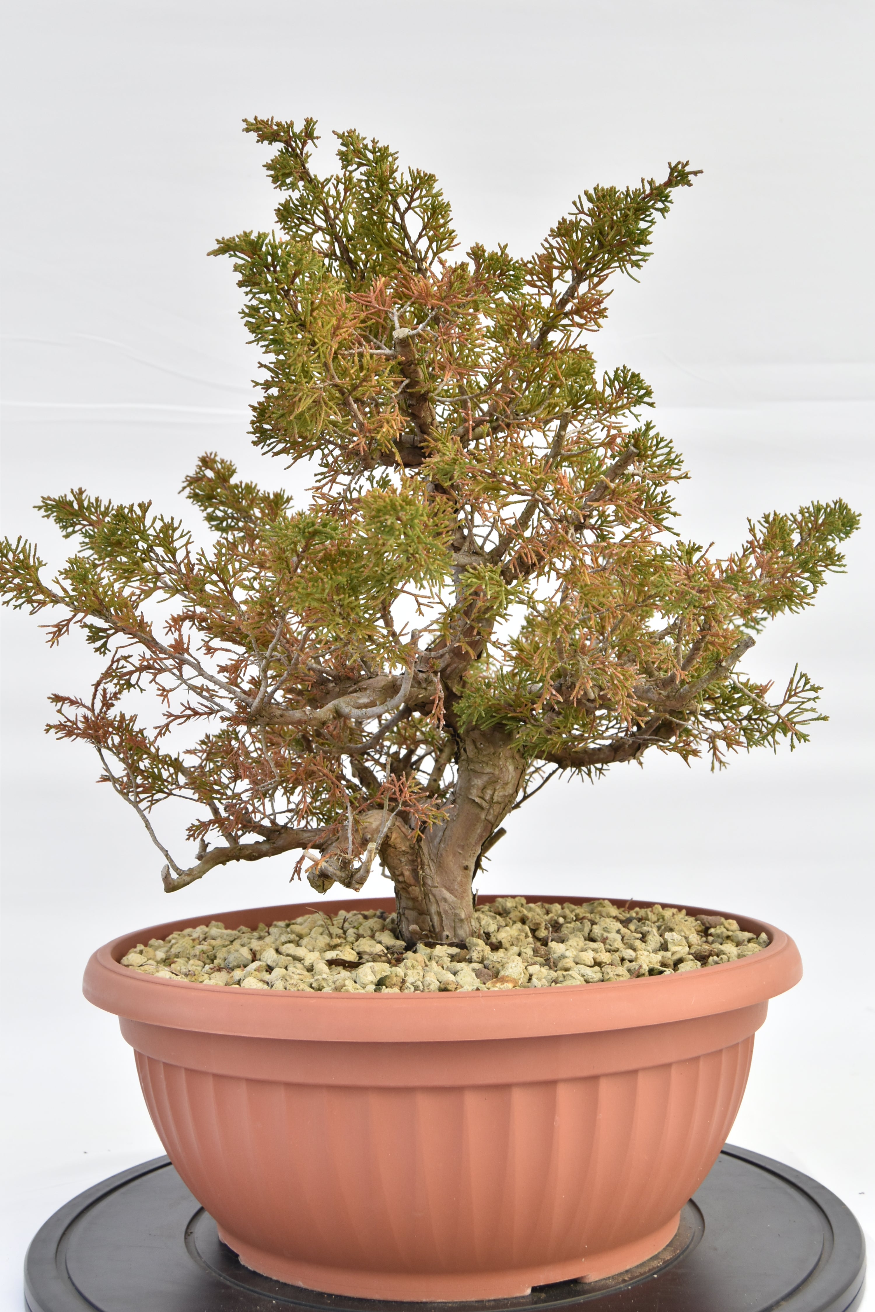 Ginepro Itoigawa €380 | La Gemma del bonsai
