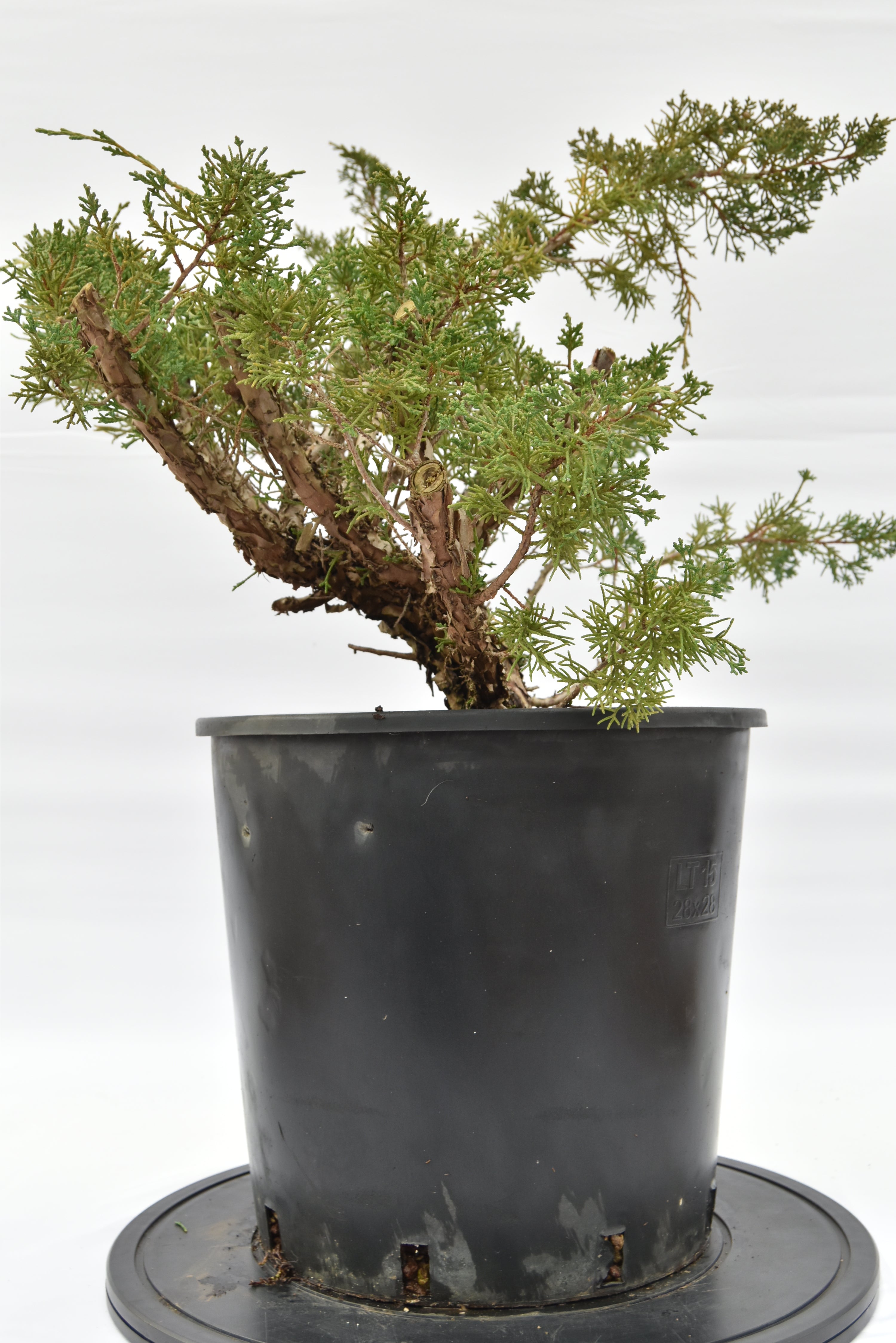 Ginepro Kishu € 150 | La Gemma del bonsai