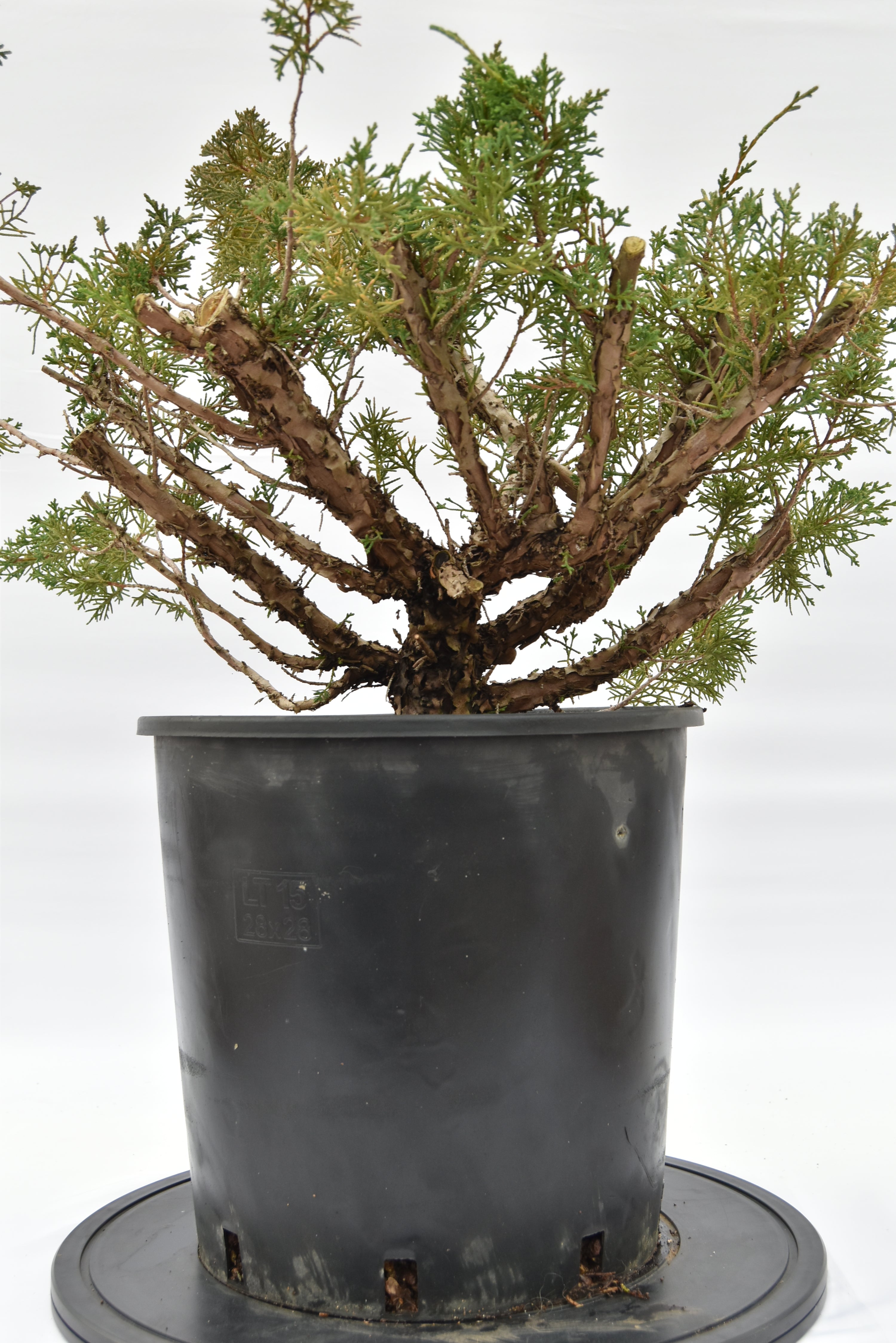 Ginepro Kishu € 150 | La Gemma del bonsai