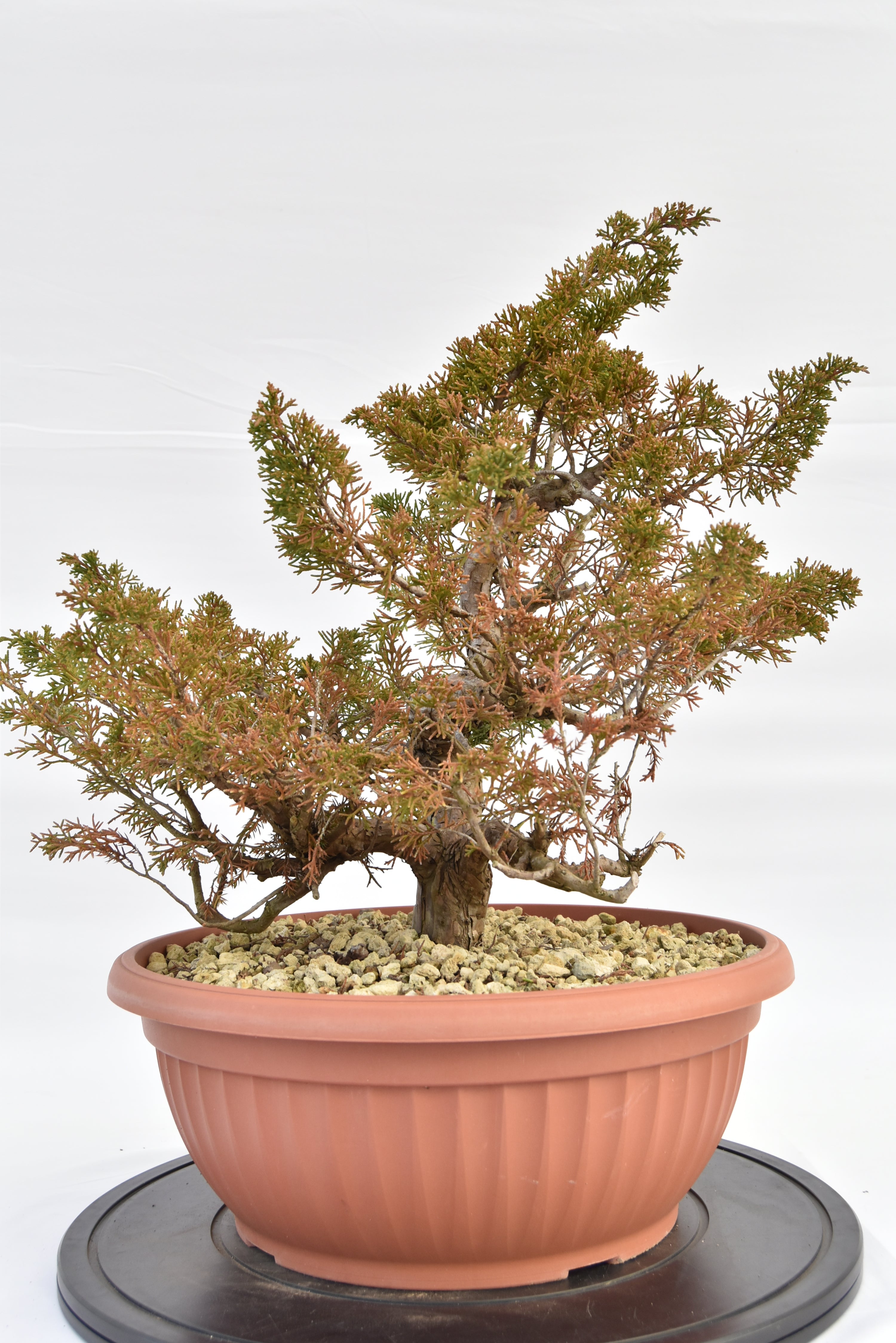 Ginepro Itoigawa €380 | La Gemma del bonsai