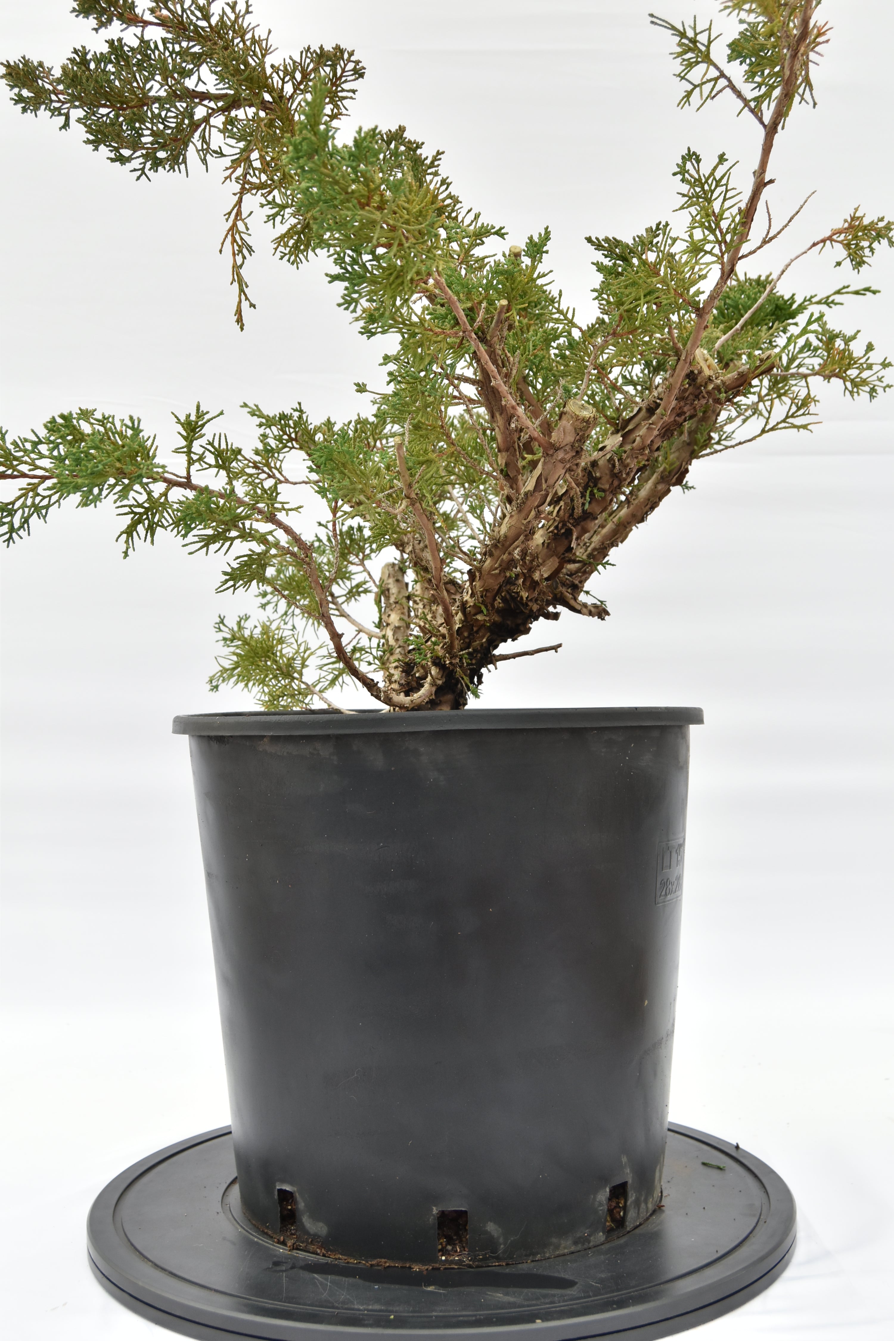 Ginepro Kishu € 150 | La Gemma del bonsai