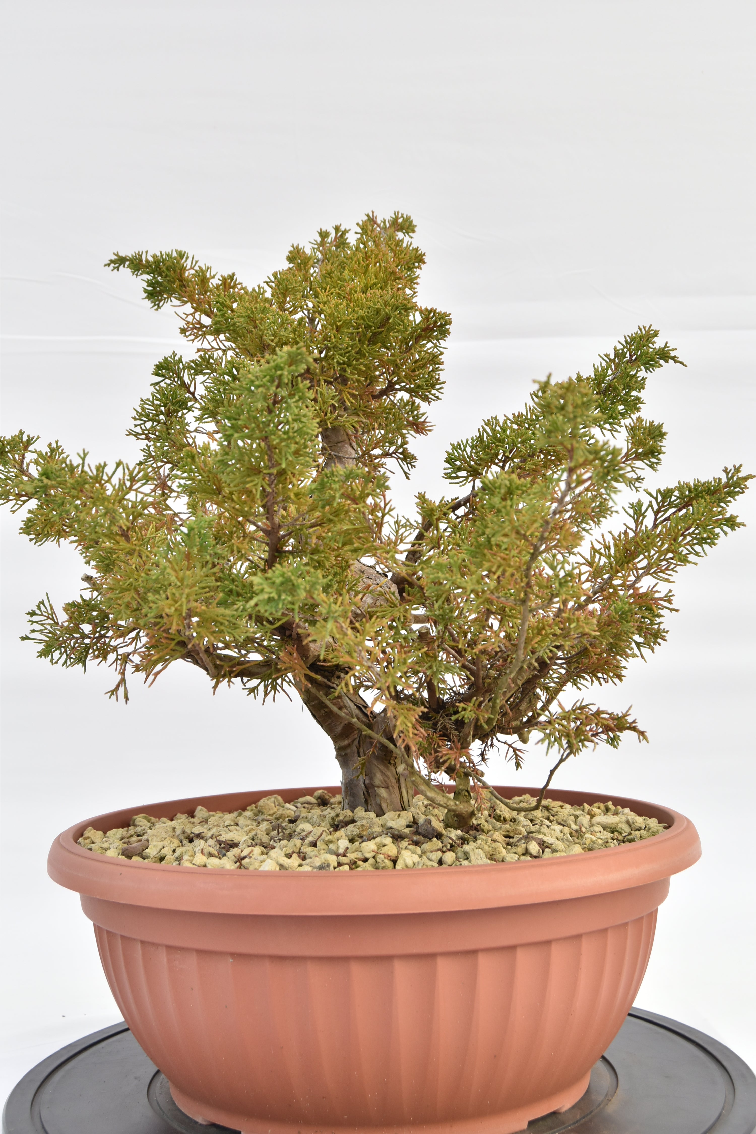 Ginepro Itoigawa €380 | La Gemma del bonsai