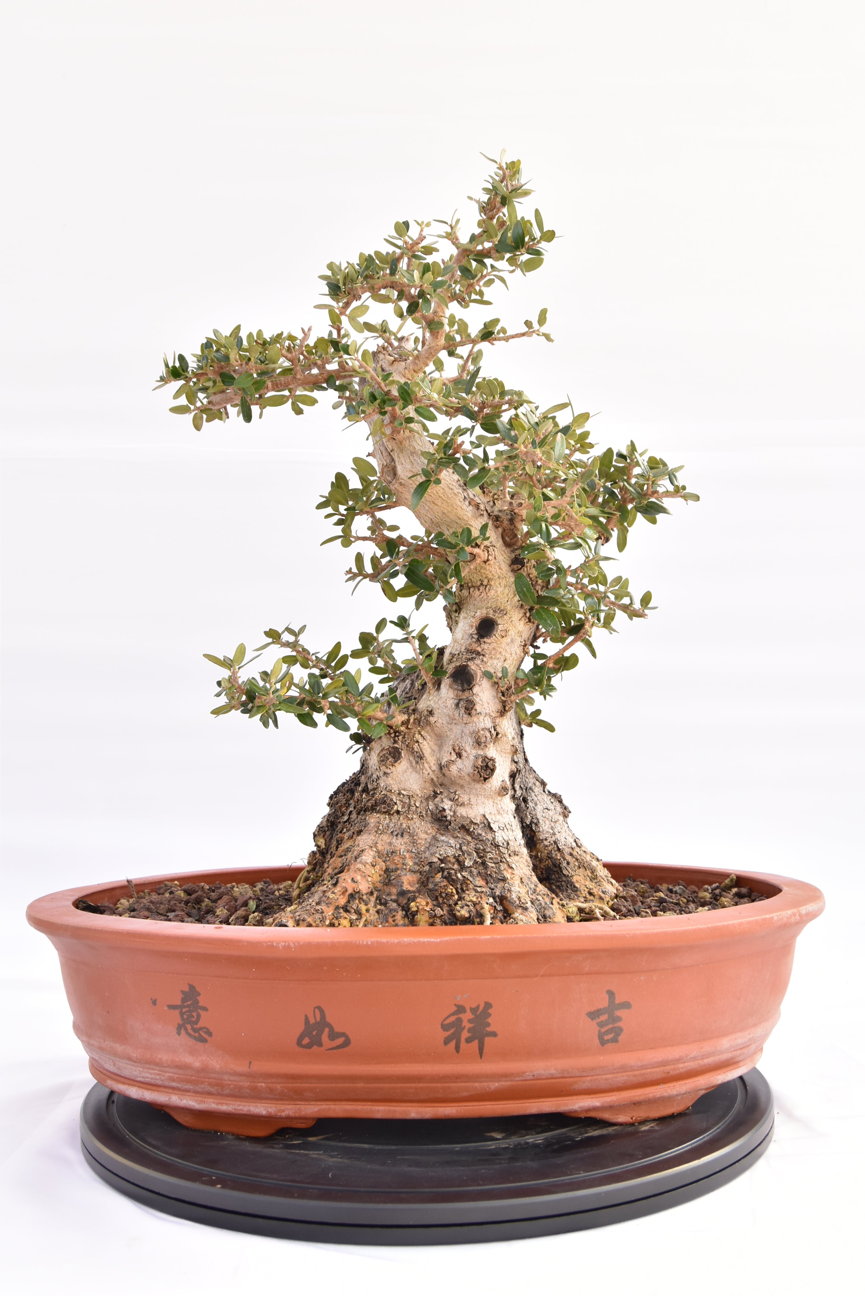 Olivastro € 520 | La Gemma del bonsai