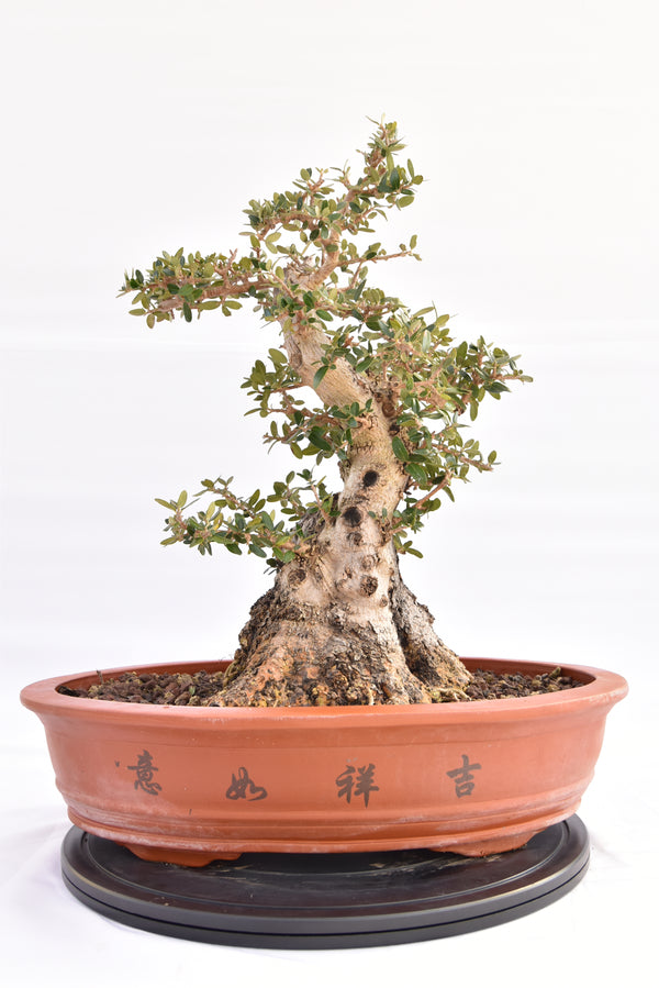 Olivastro € 520 | La Gemma del bonsai