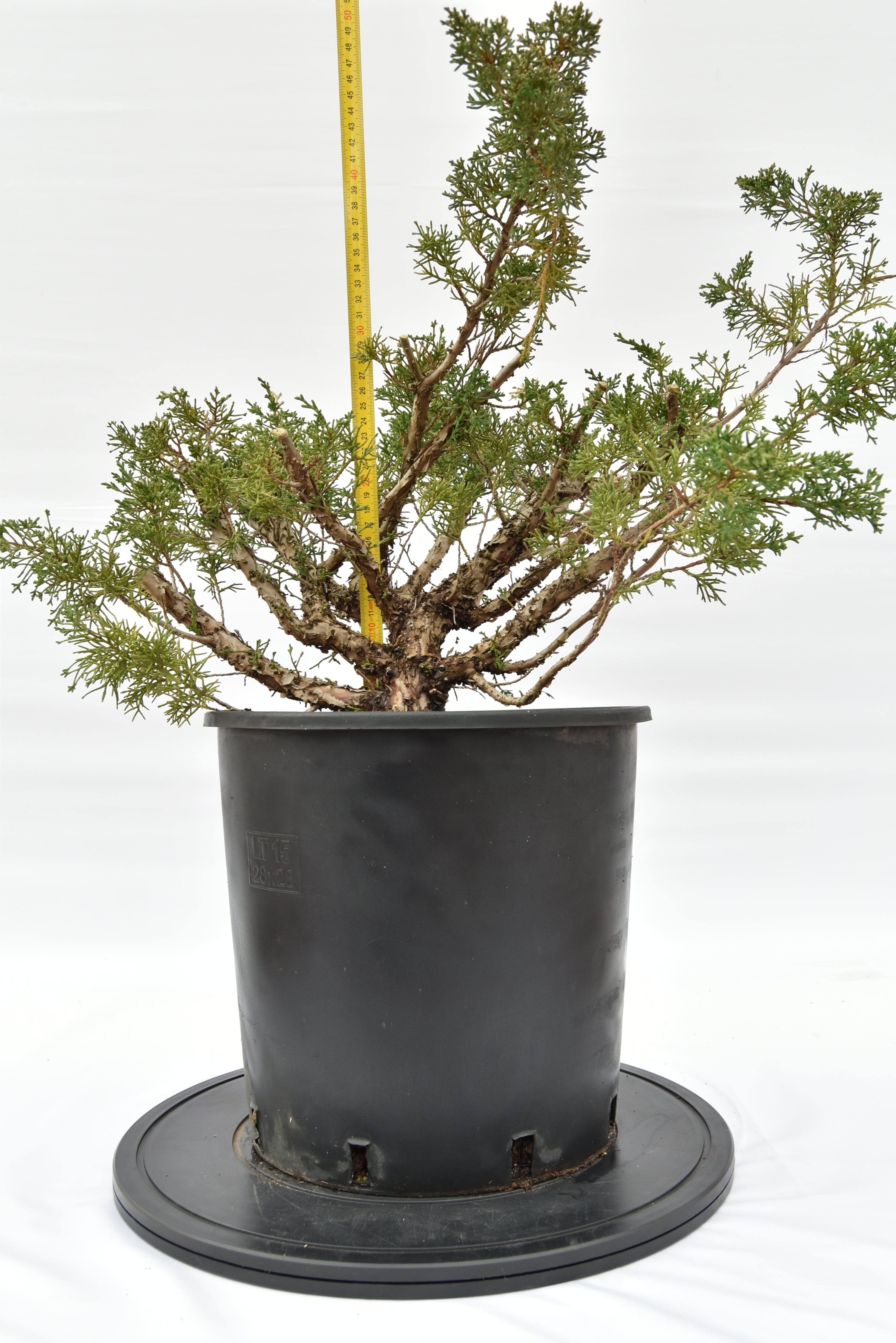 Ginepro Kishu € 150 | La Gemma del bonsai