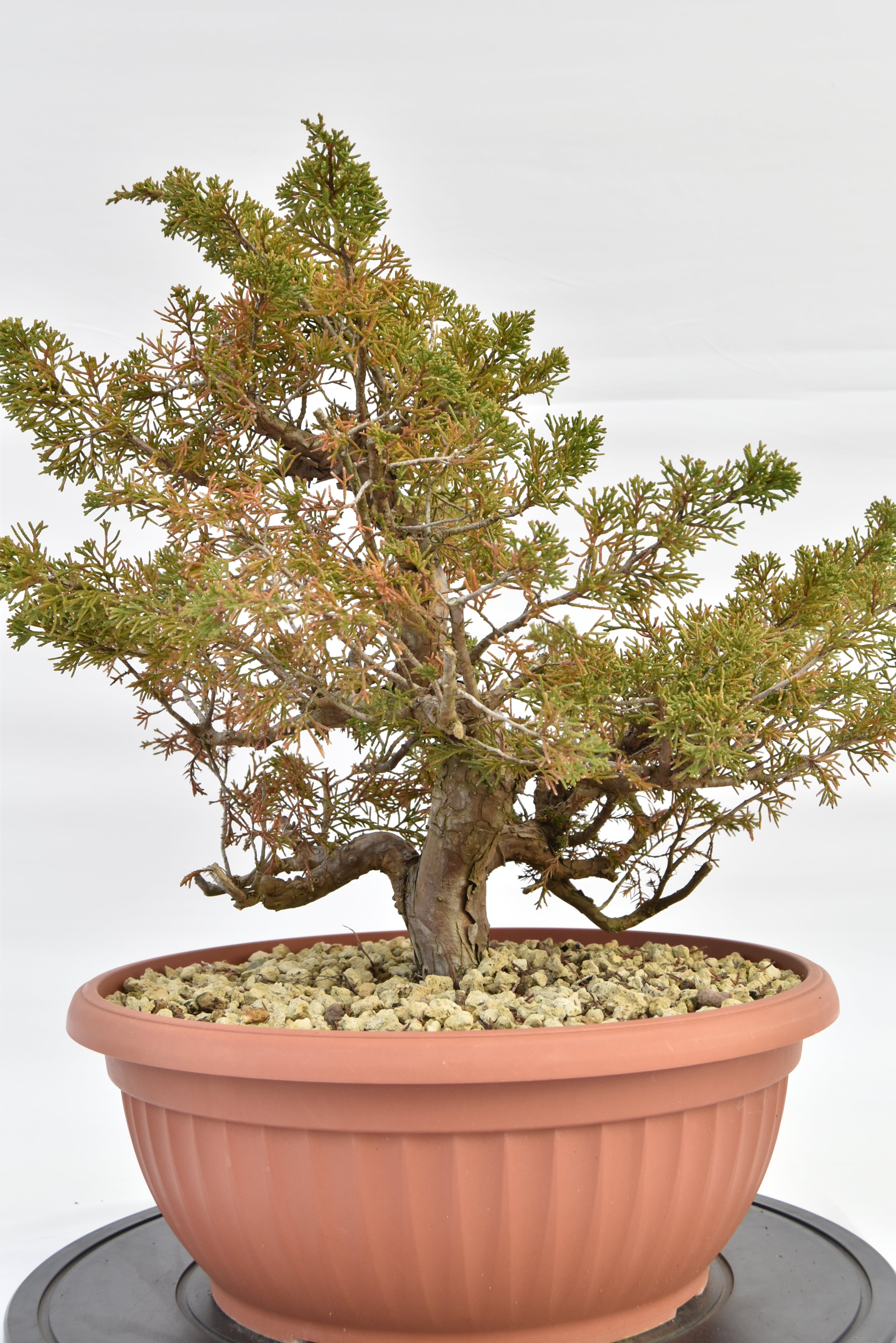 Ginepro Itoigawa €380 | La Gemma del bonsai