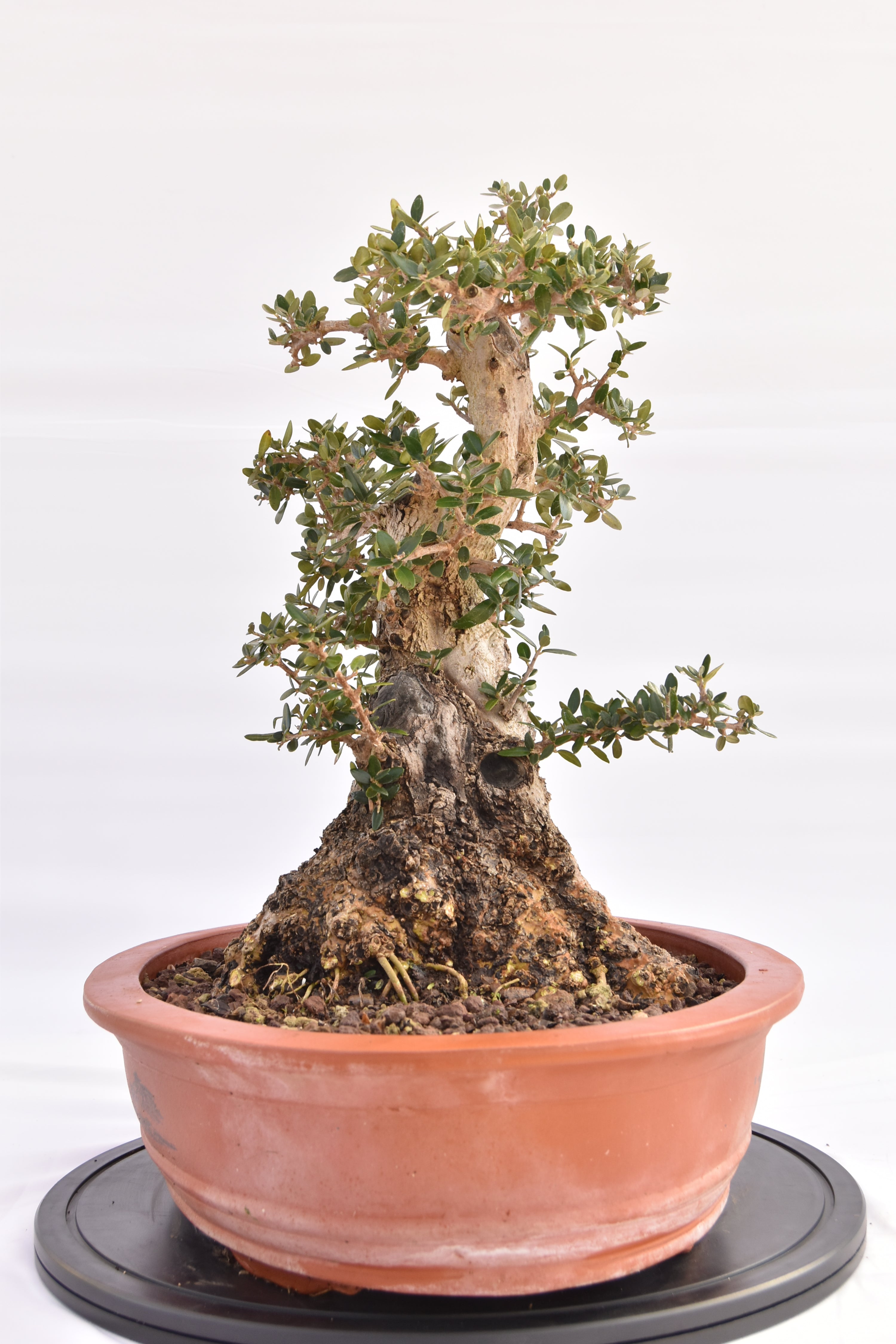 Olivastro € 520 | La Gemma del bonsai