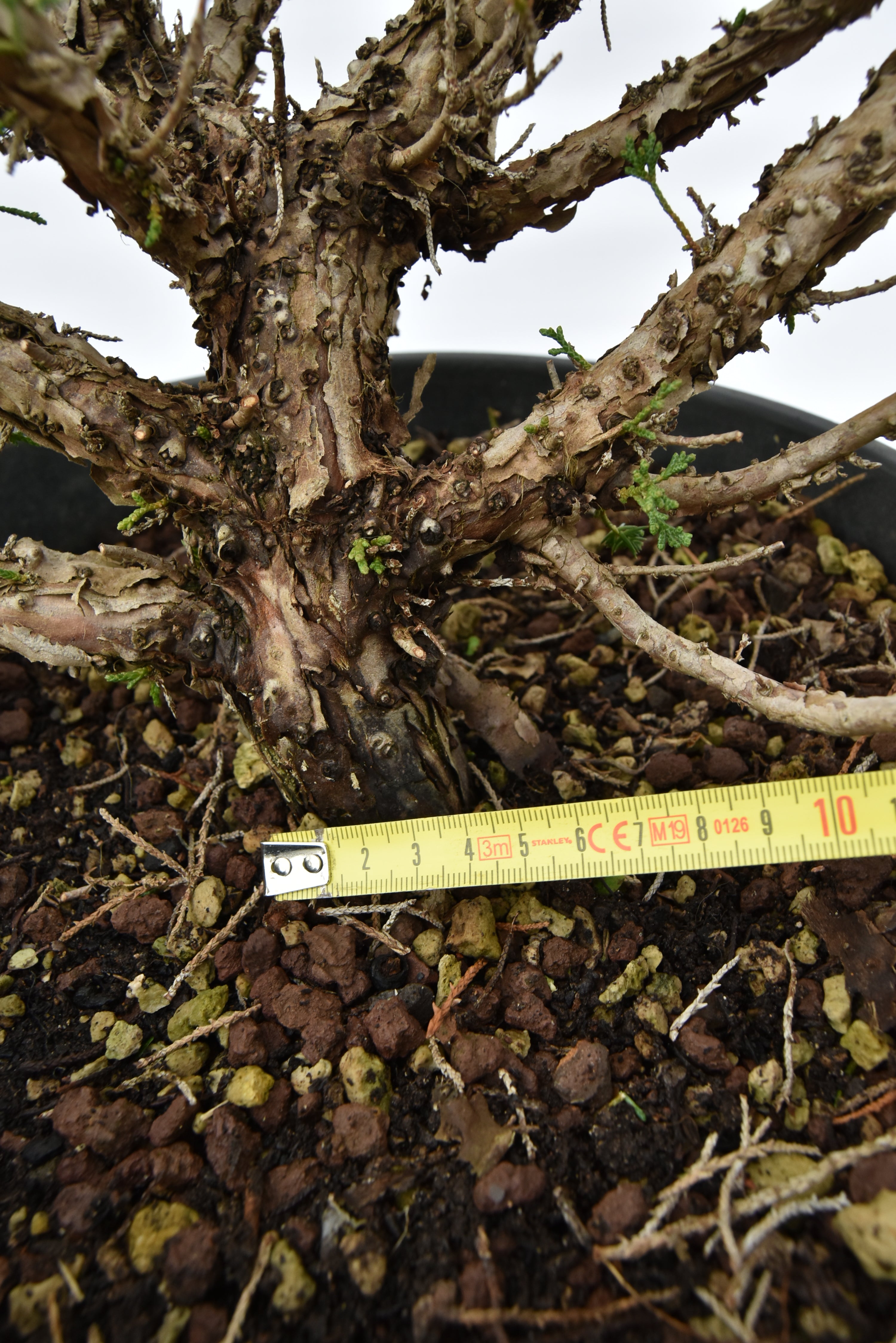 Ginepro Kishu € 150 | La Gemma del bonsai