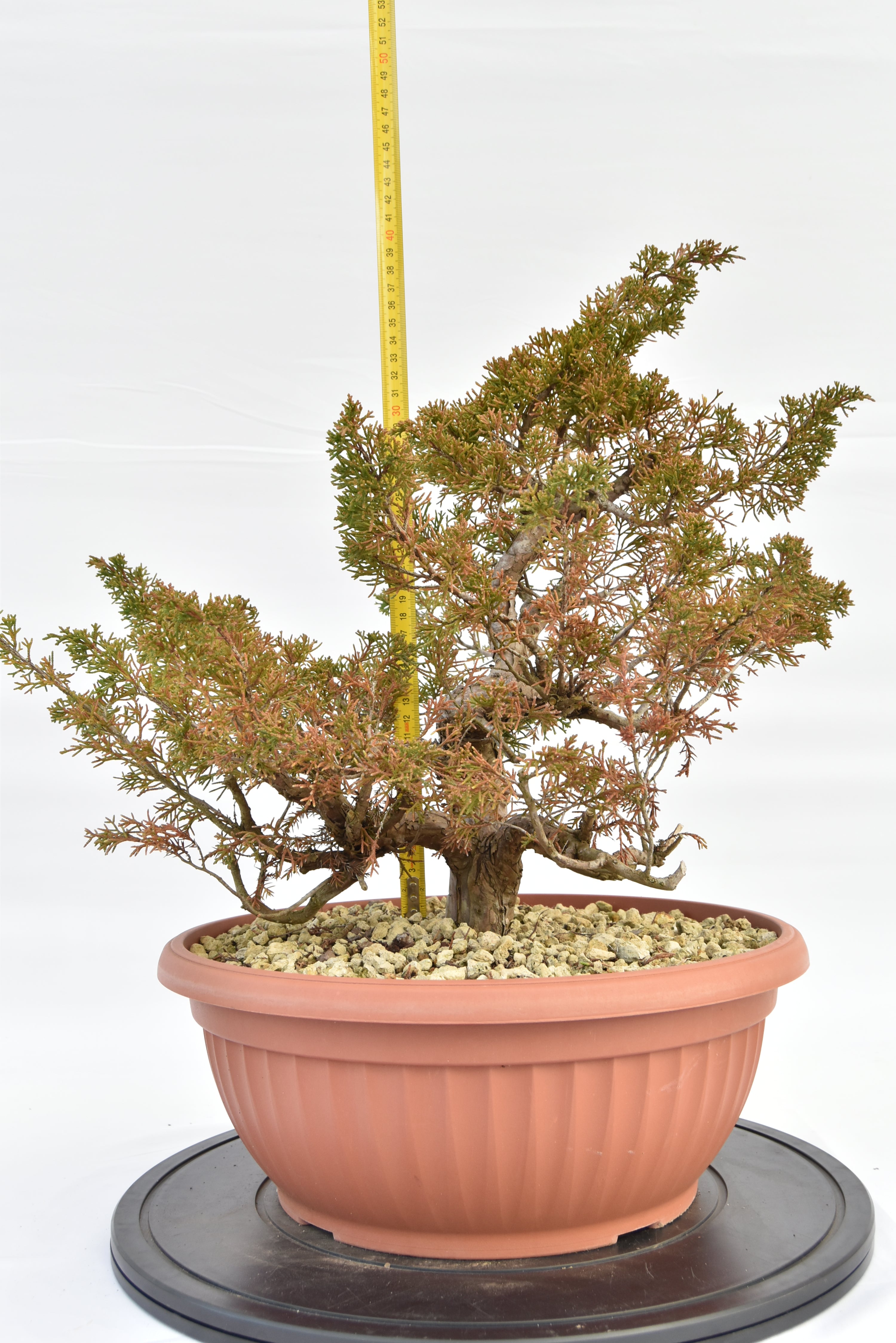 Ginepro Itoigawa €380 | La Gemma del bonsai