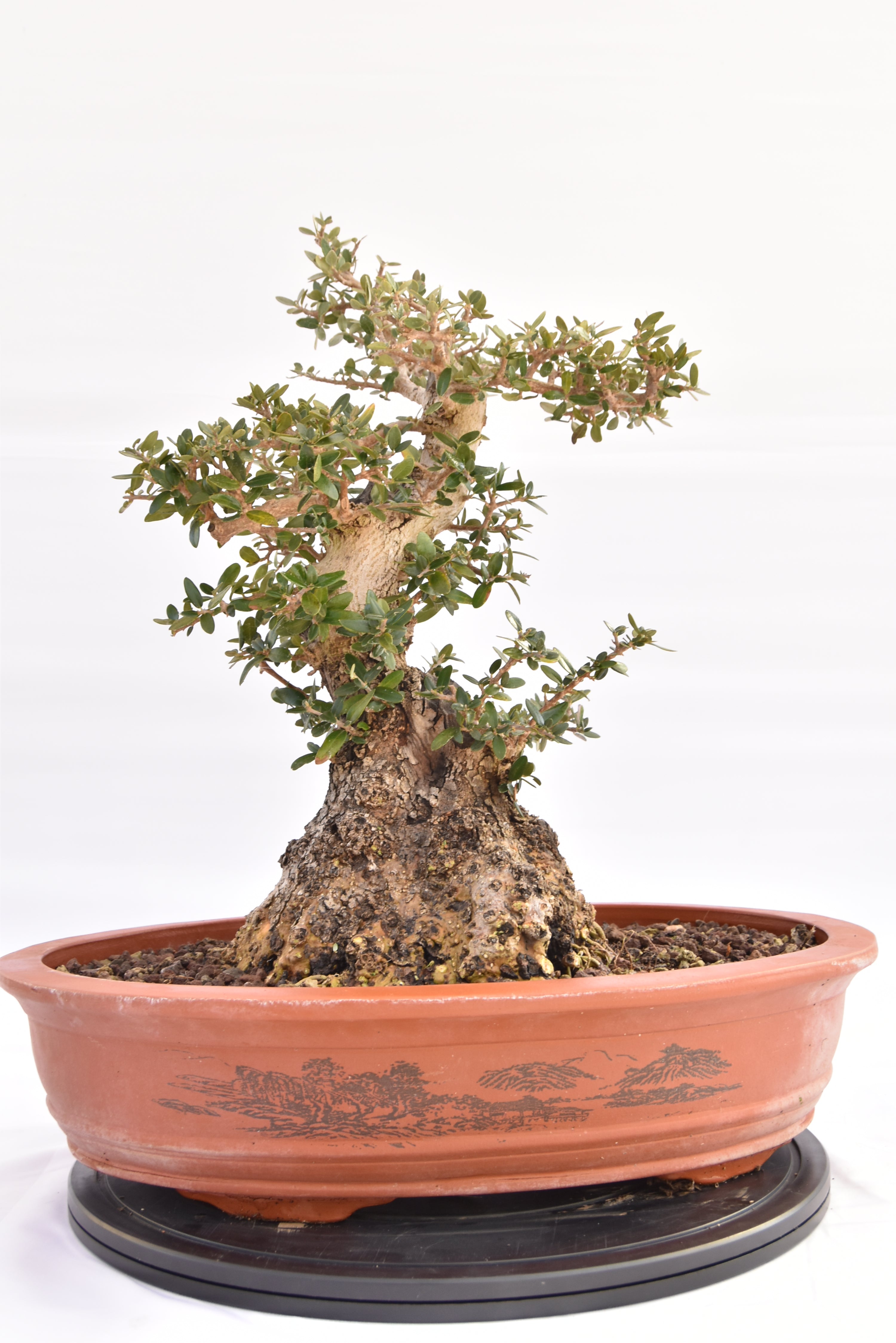 Olivastro € 520 | La Gemma del bonsai