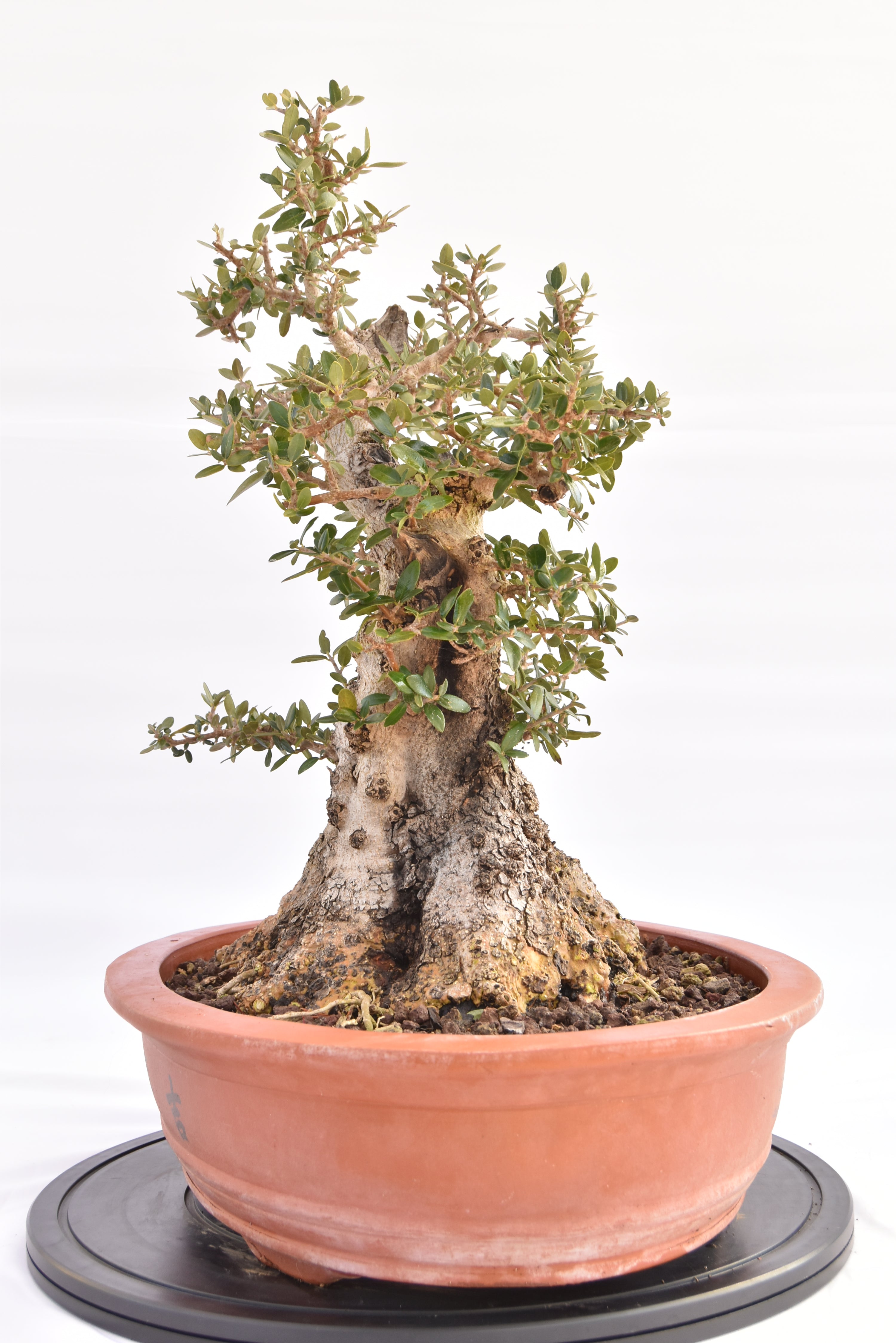 Olivastro € 520 | La Gemma del bonsai