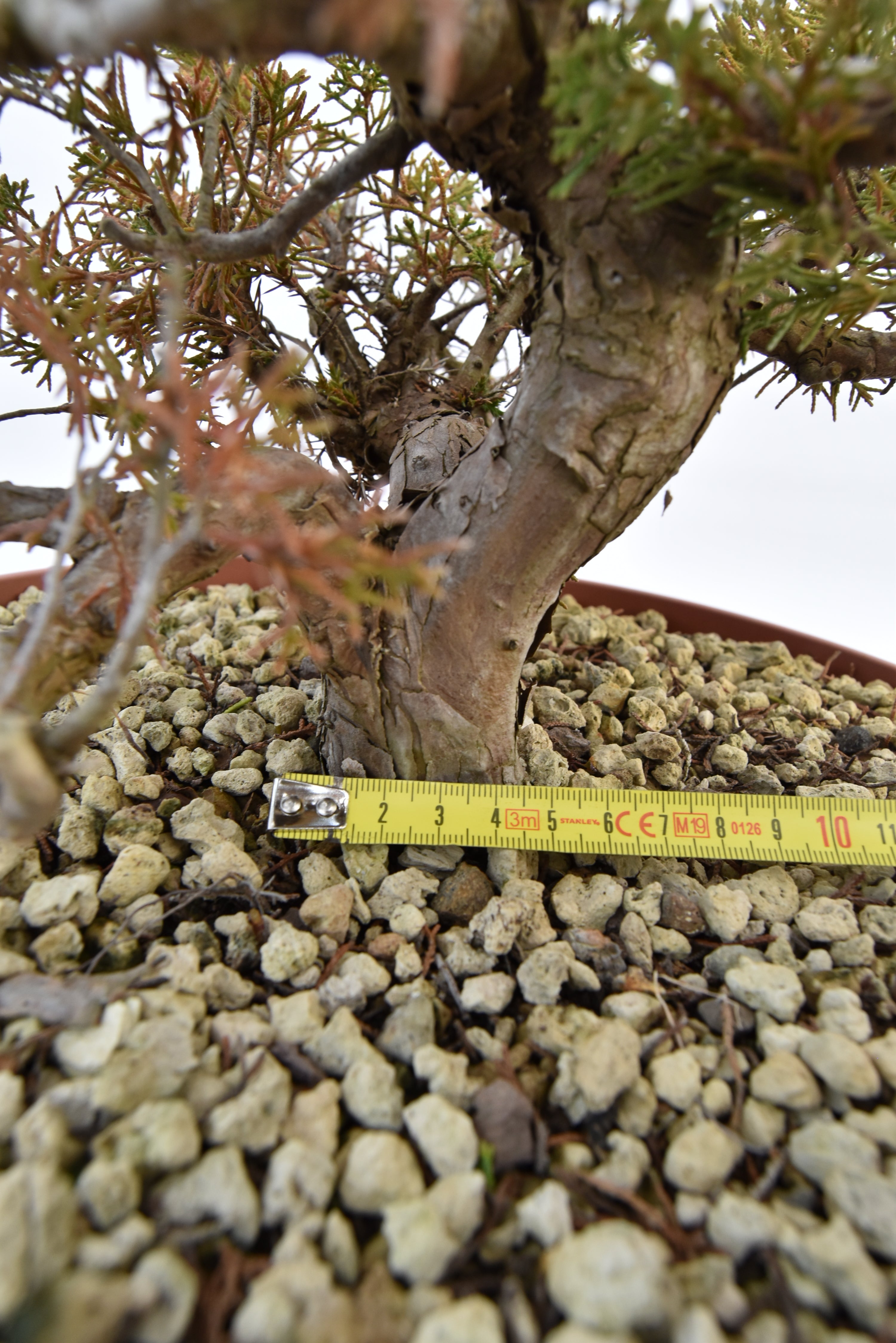 Ginepro Itoigawa €380 | La Gemma del bonsai