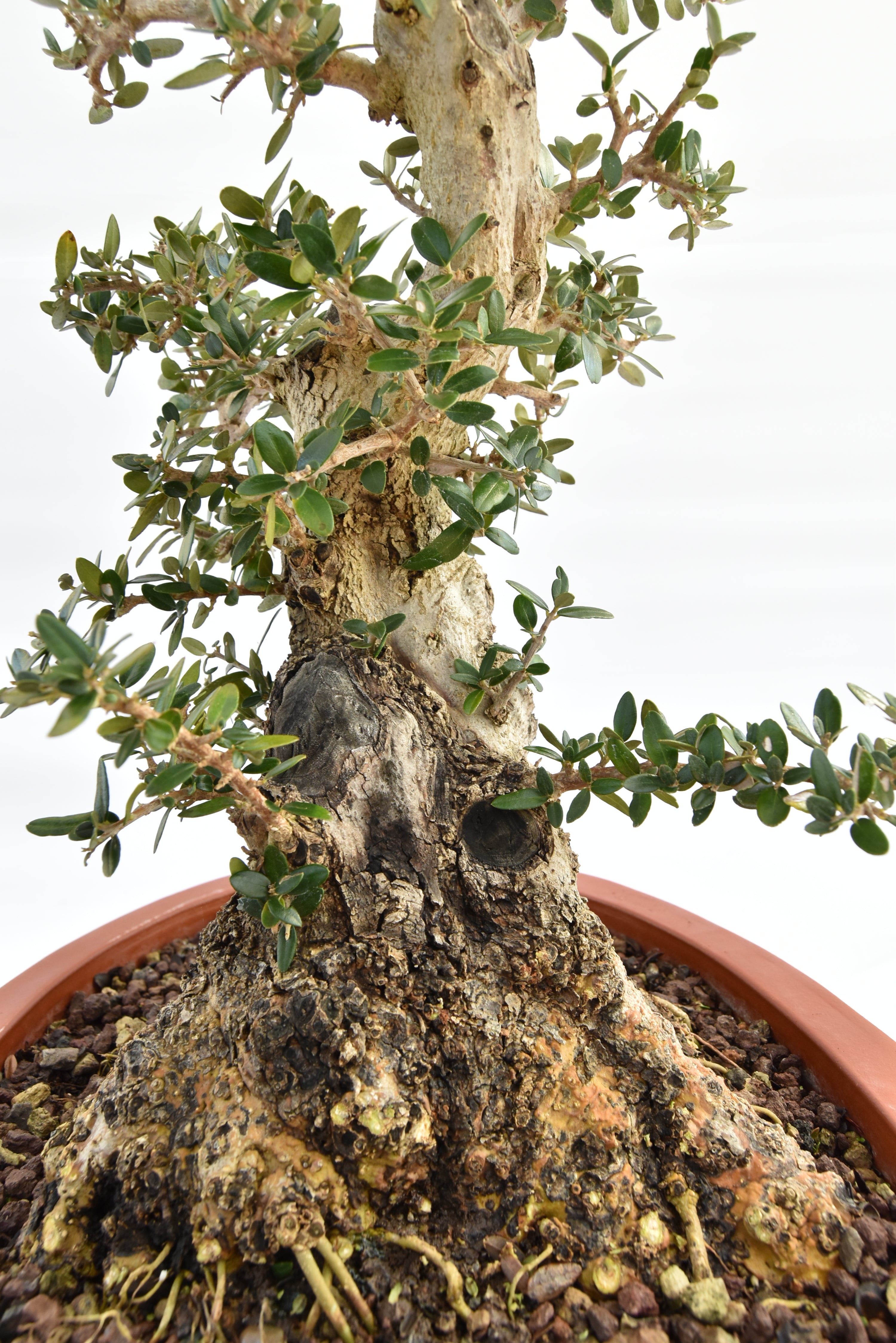 Olivastro € 520 | La Gemma del bonsai
