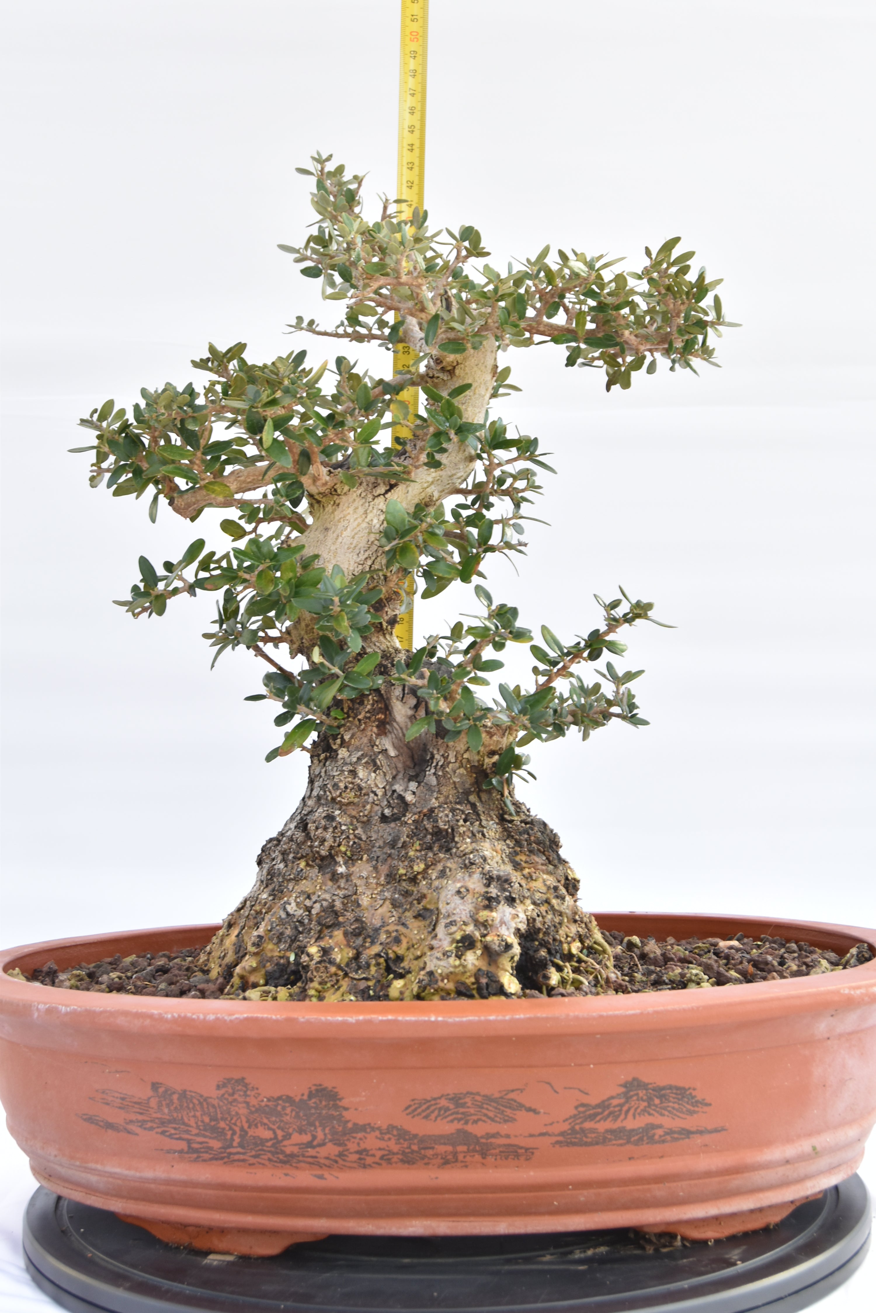 Olivastro € 520 | La Gemma del bonsai