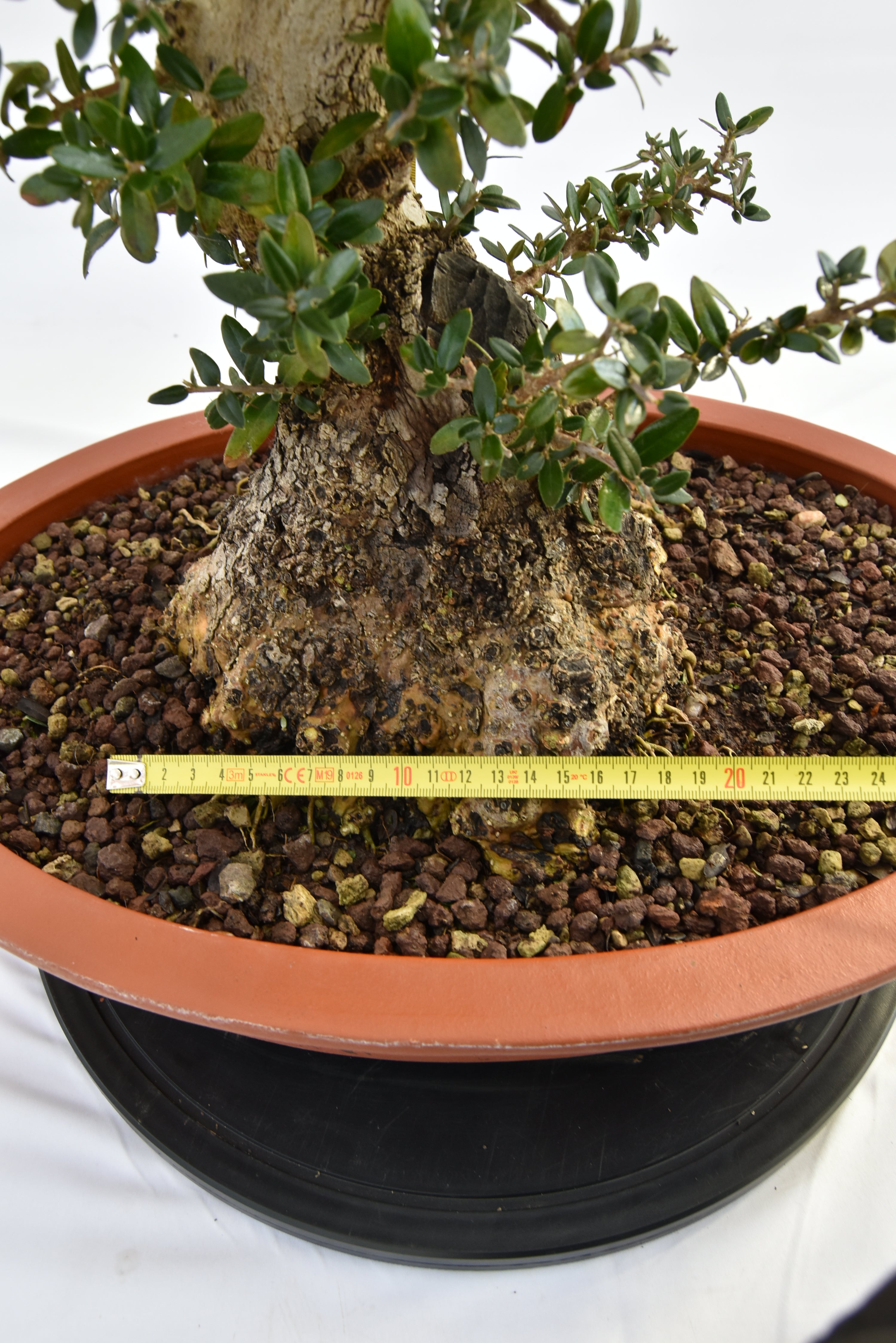 Olivastro € 520 | La Gemma del bonsai
