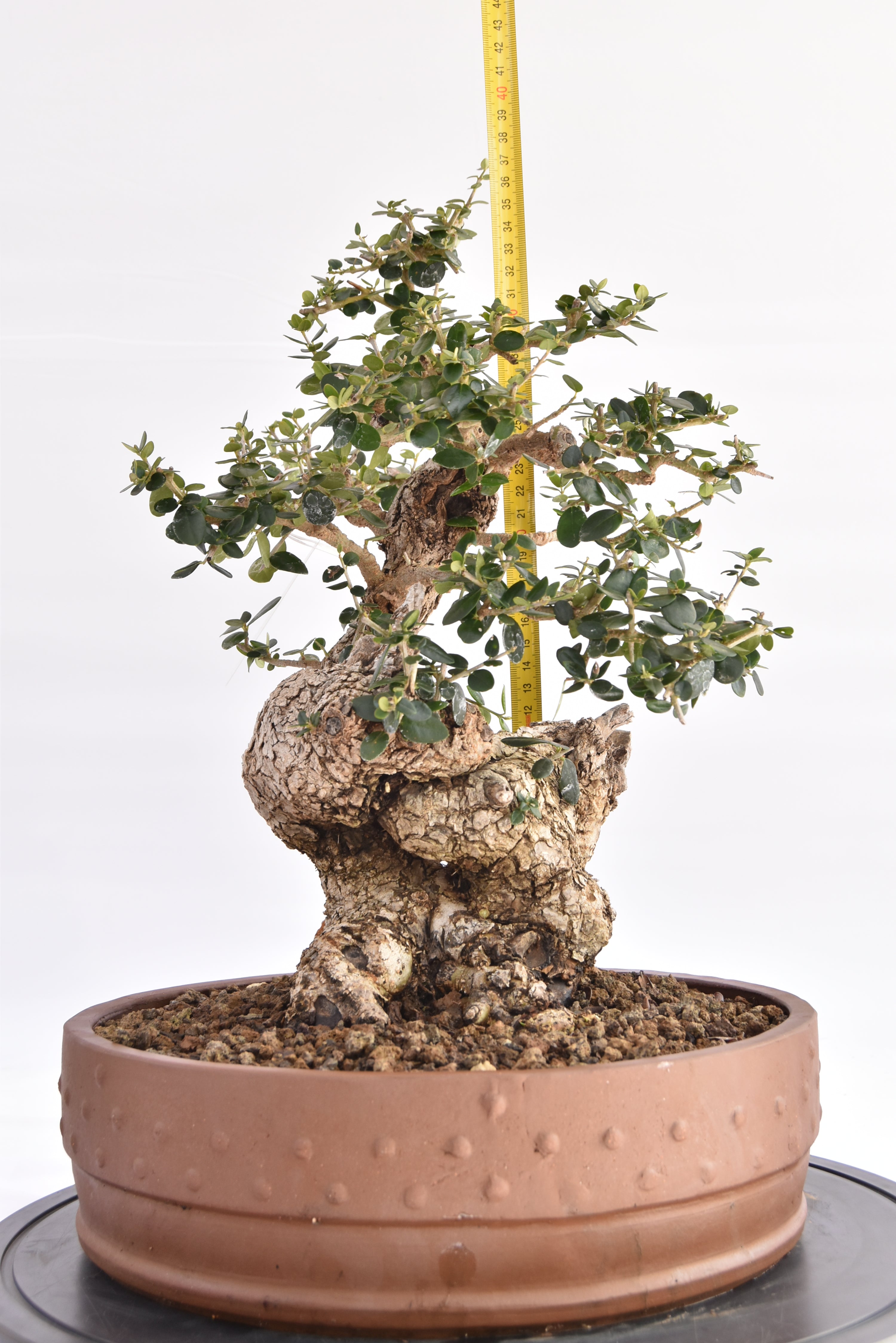 Olivastro € 530 |  La Gemma del bonsai