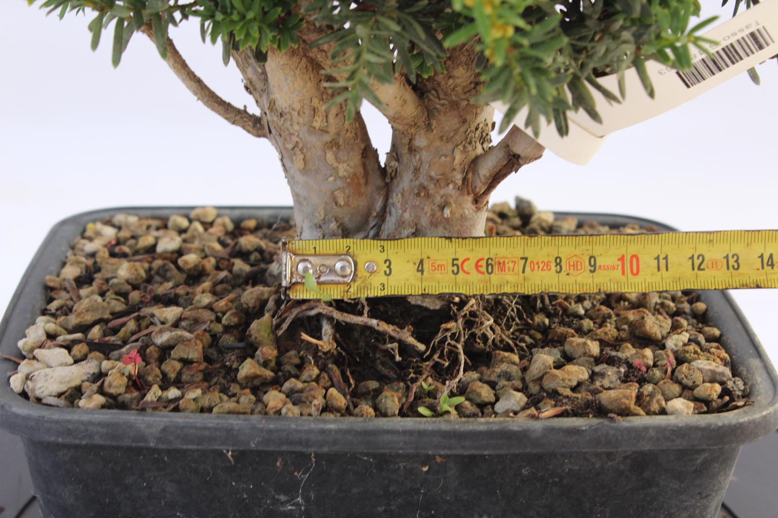 Bonsai Tasso 34 cm | La Gemma del Bonsai